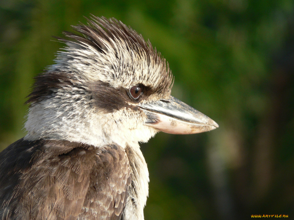 животные, птицы