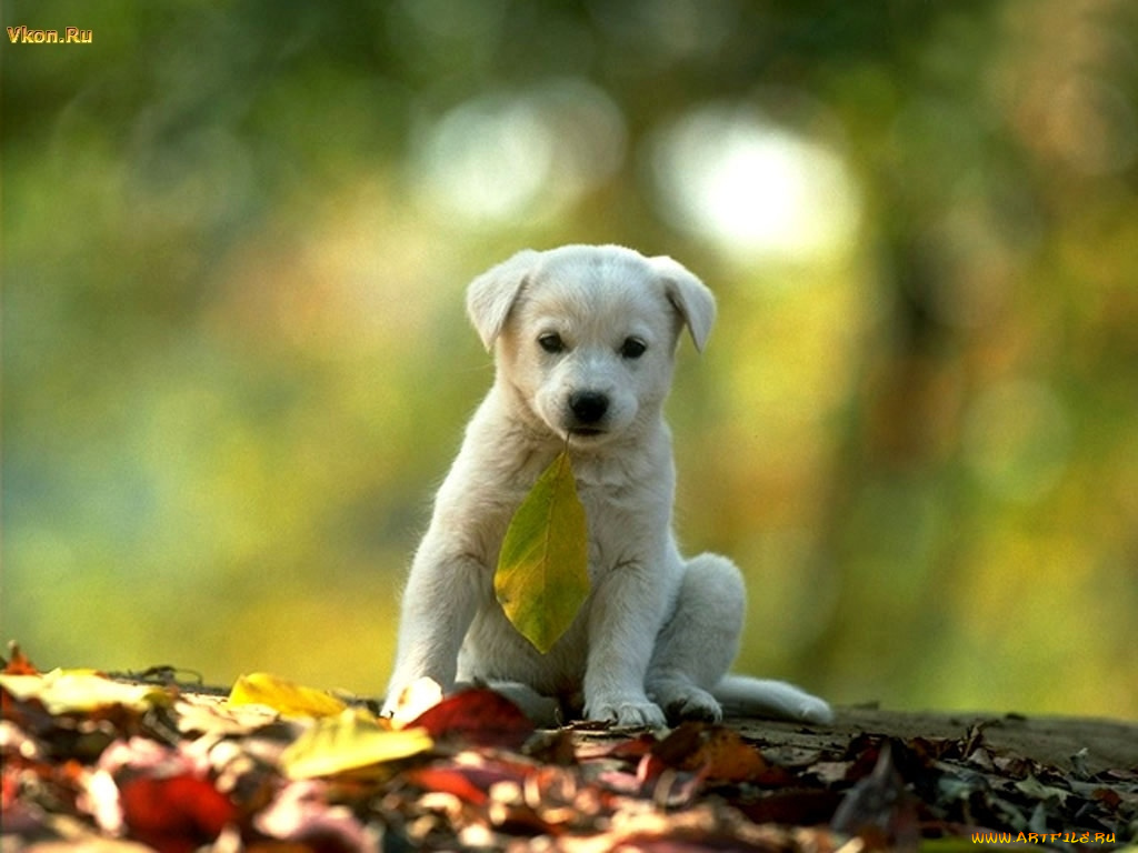 животные, собаки