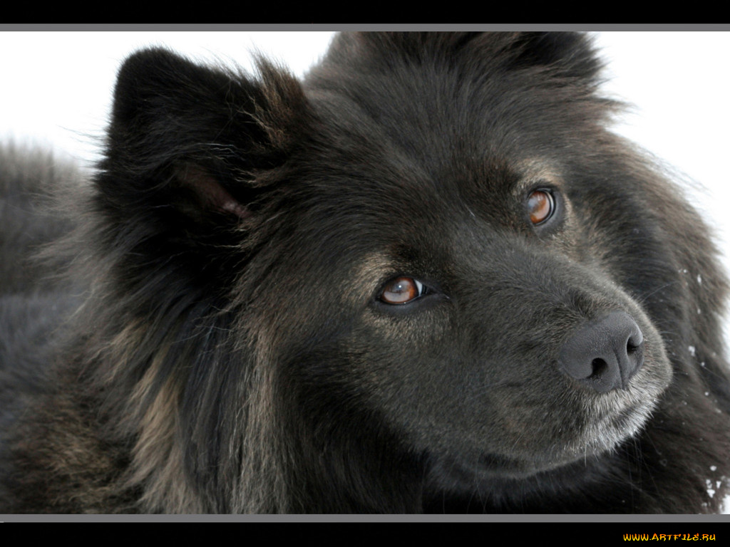 животные, собаки