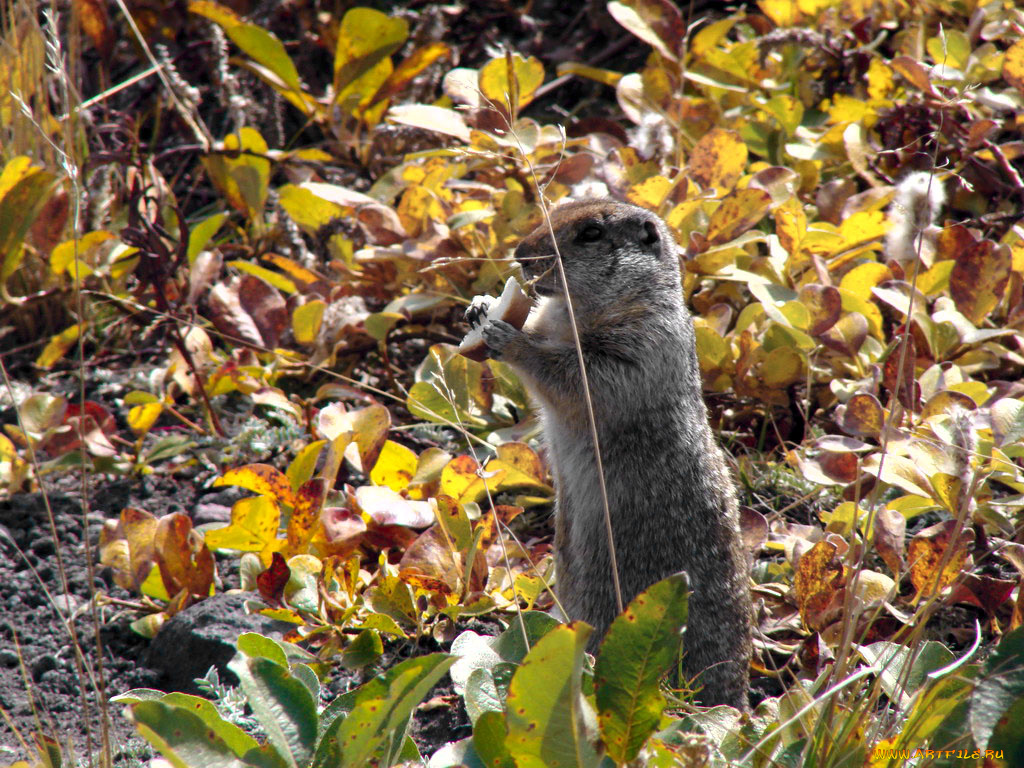 животные, суслики, сурки