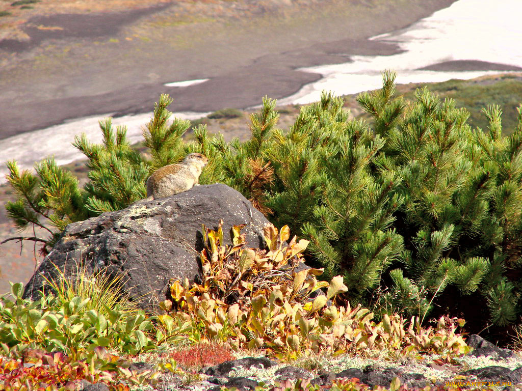 животные, суслики, сурки