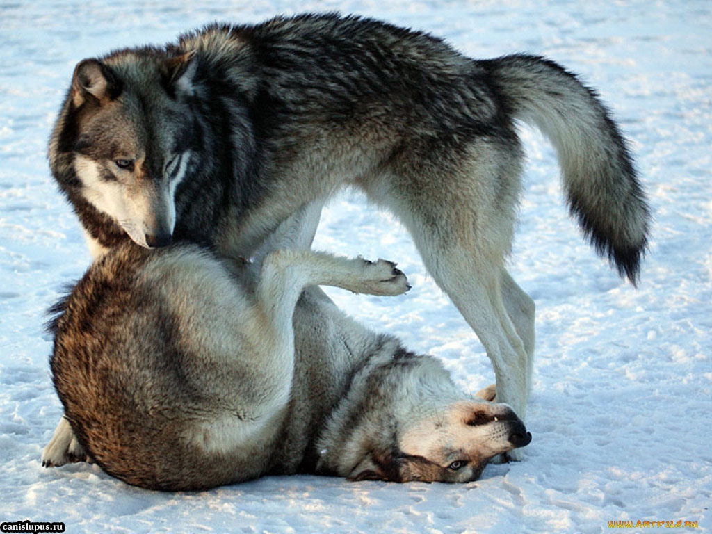 животные, волки
