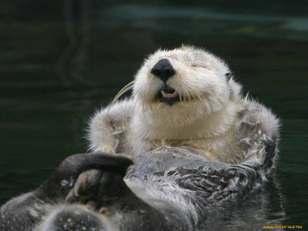 животные, выдры, каланы, ондатры