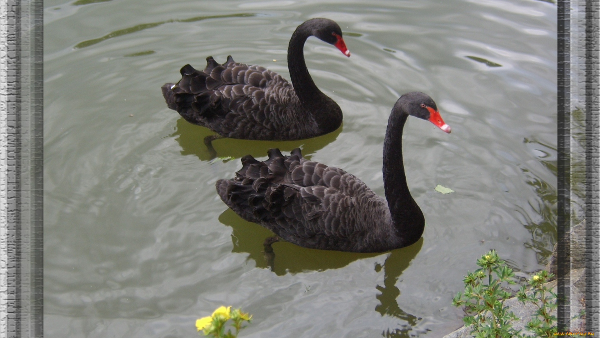 животные, лебеди