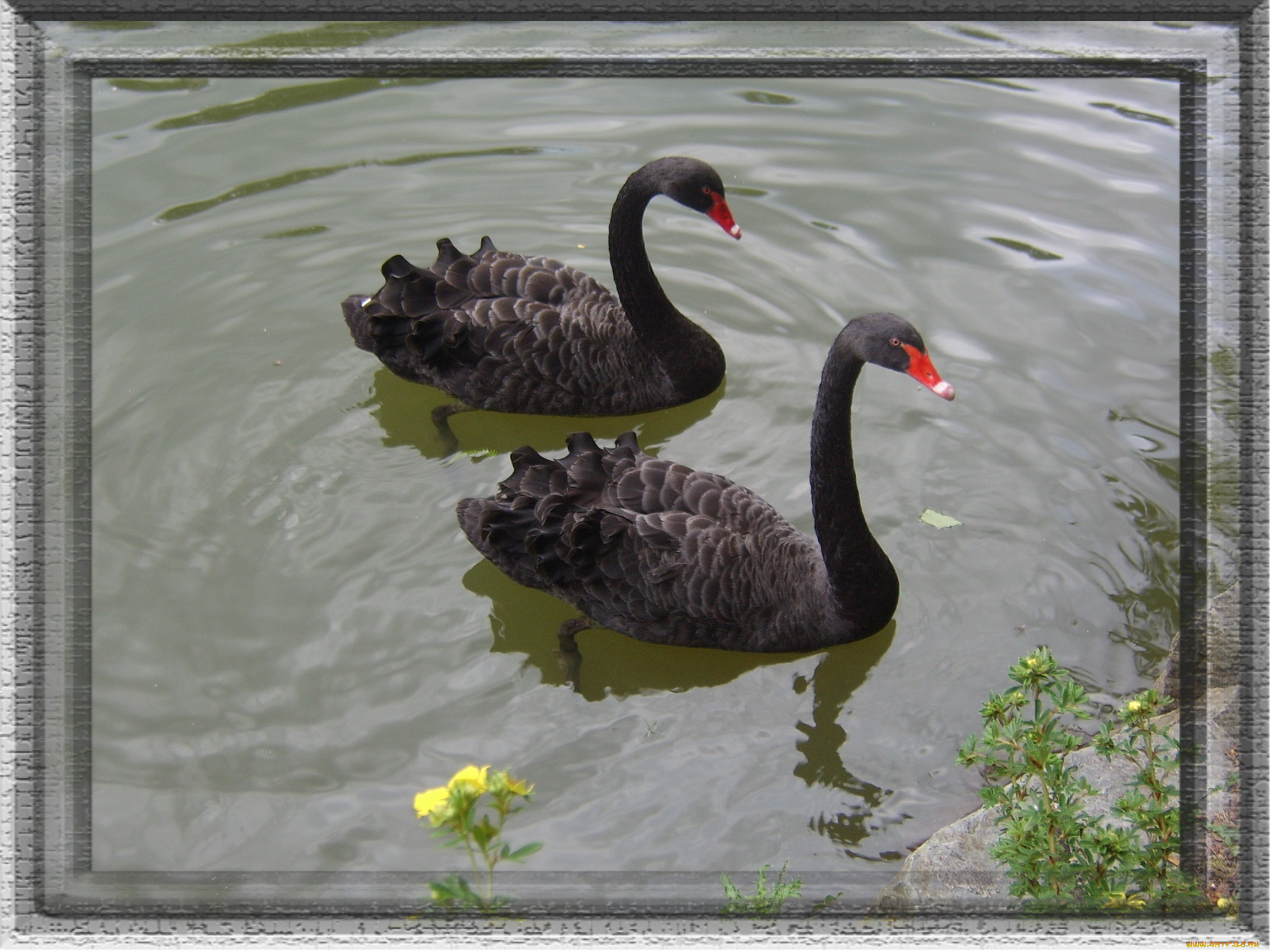 животные, лебеди