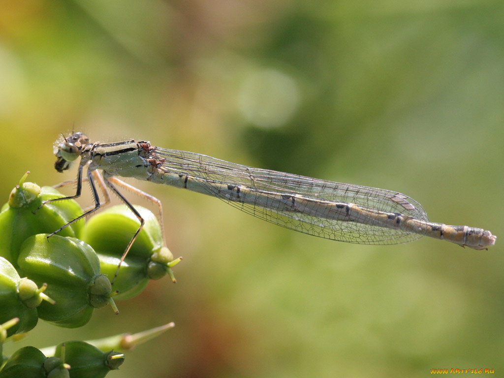животные, стрекозы
