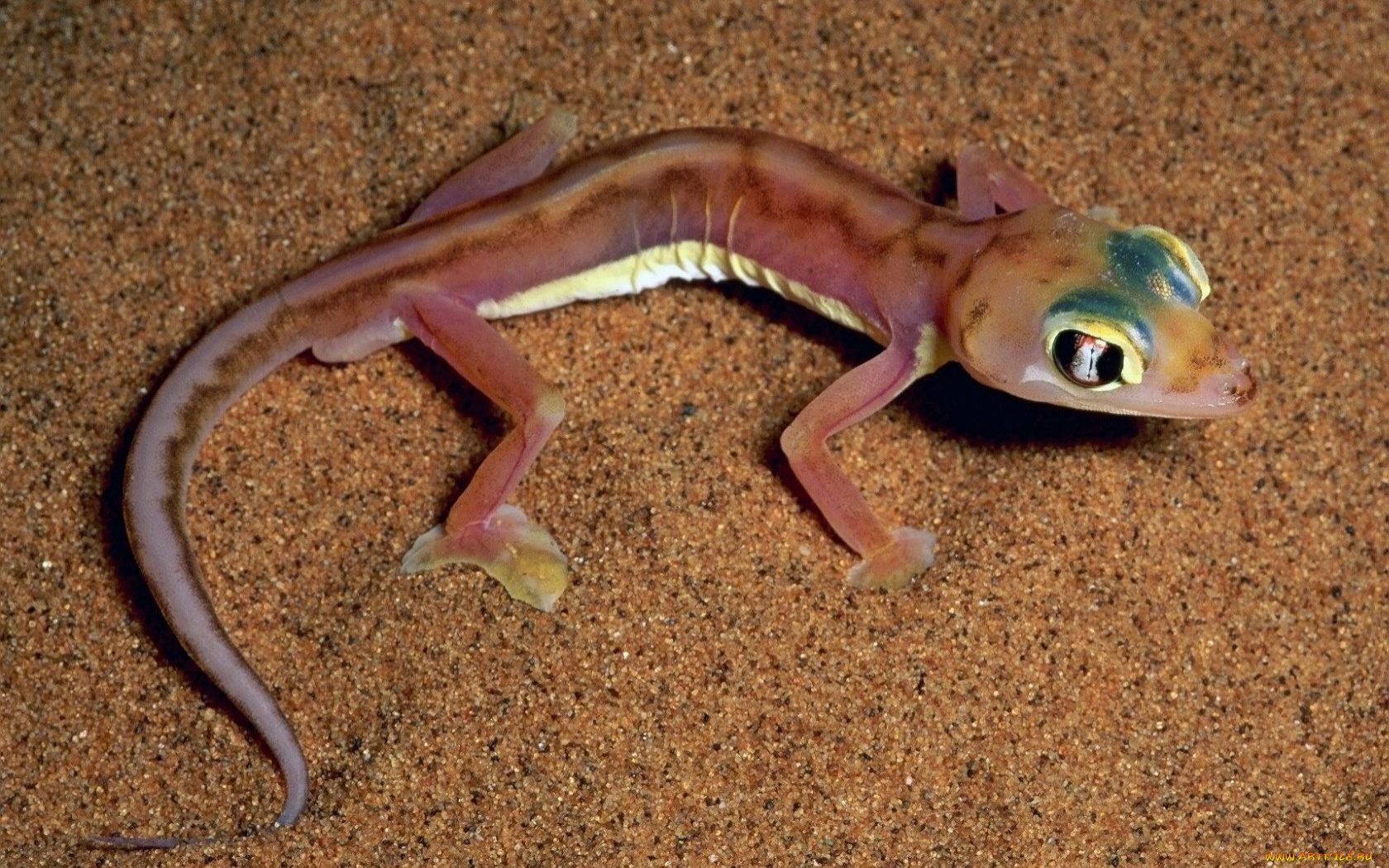 животные, Ящерицы, игуаны, вараны