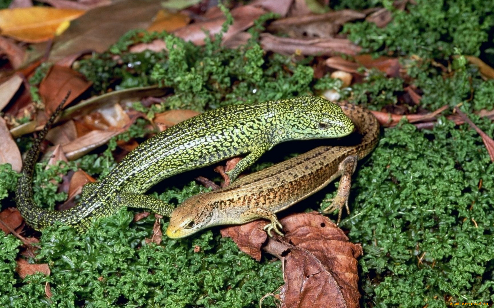 животные, Ящерицы, игуаны, вараны