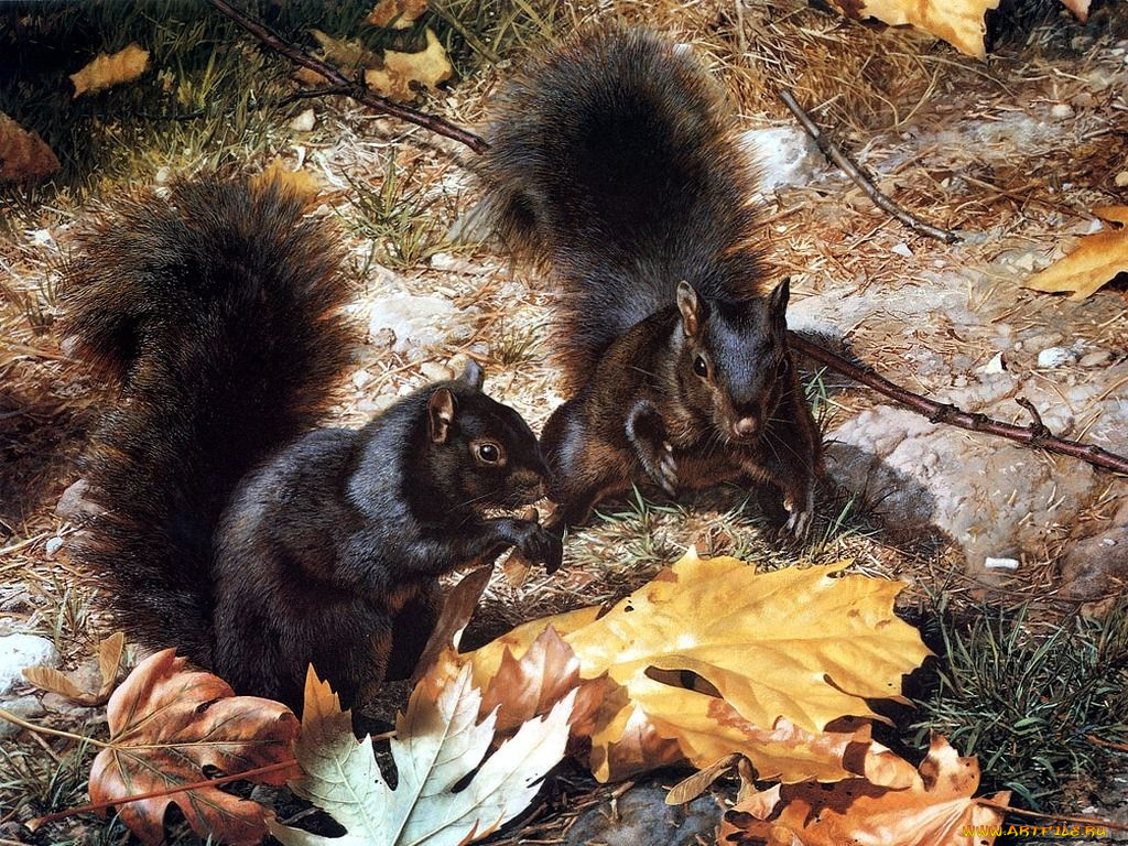 животные, белки