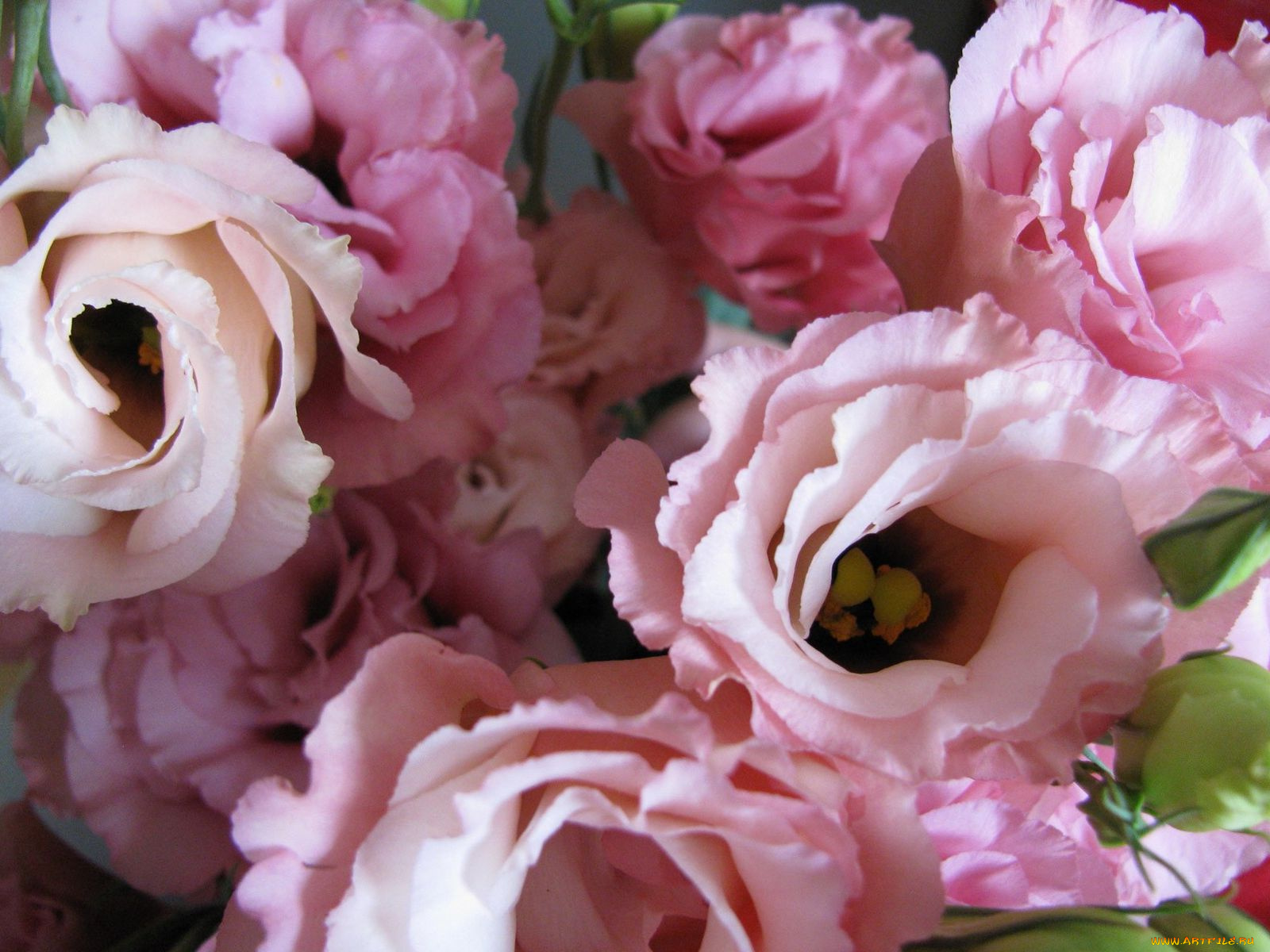 цветы, эустома