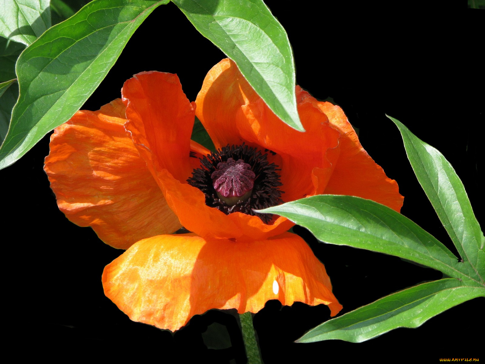 цветы, маки