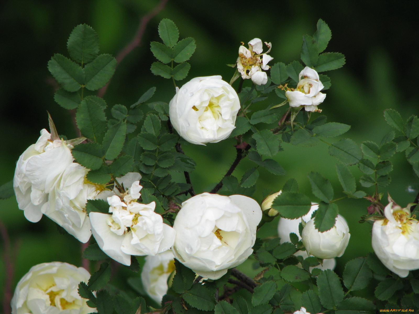 цветы, шиповник