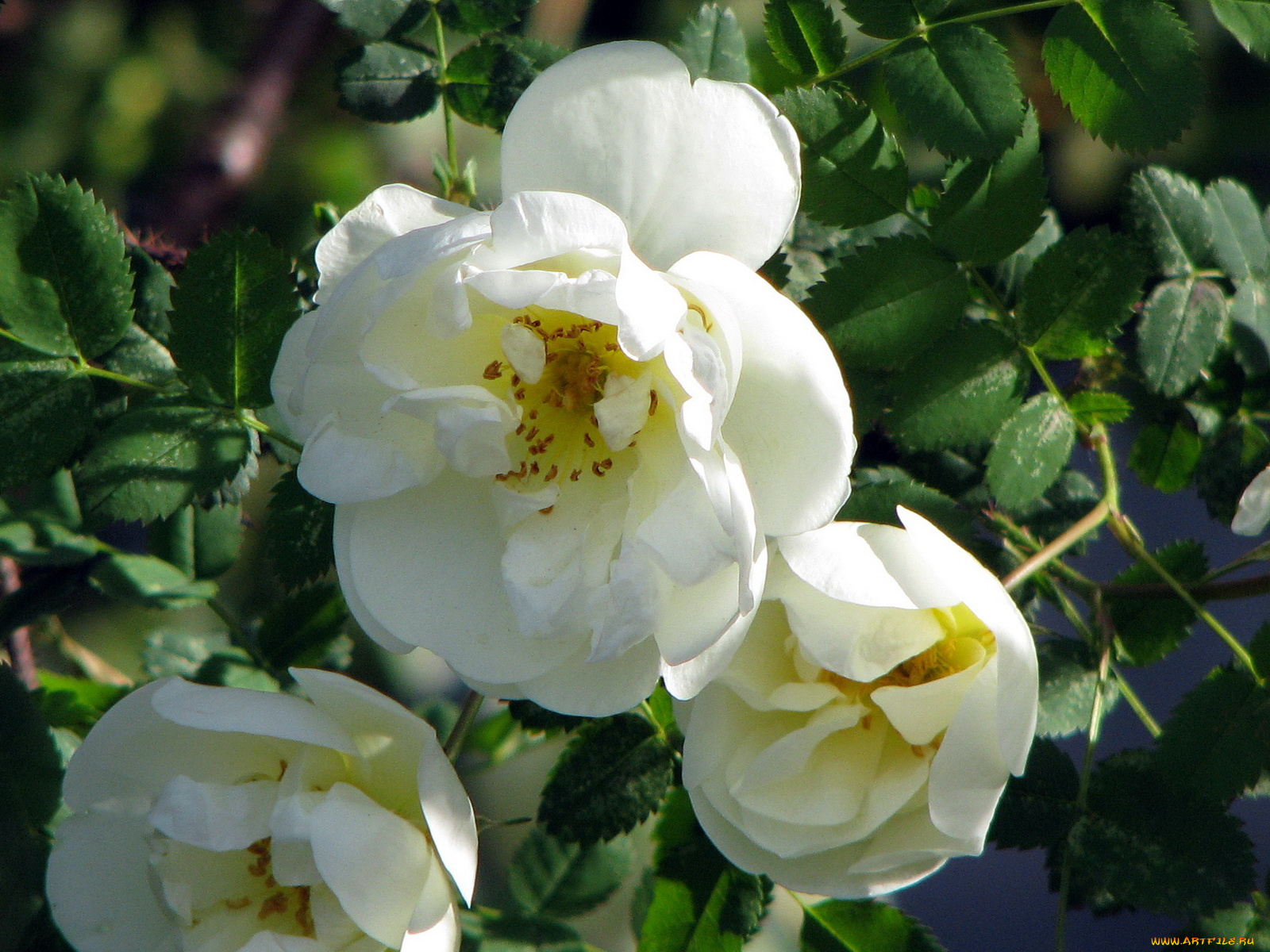 цветы, шиповник