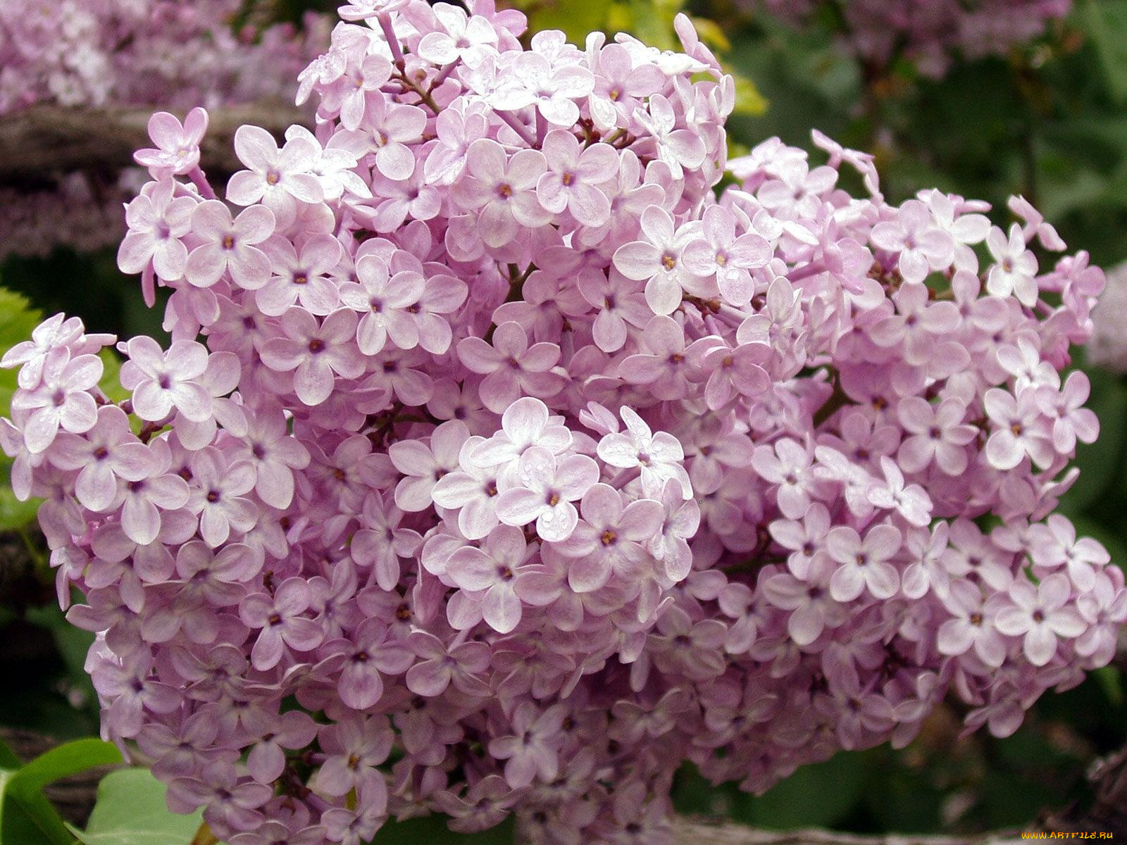 цветы, сирень