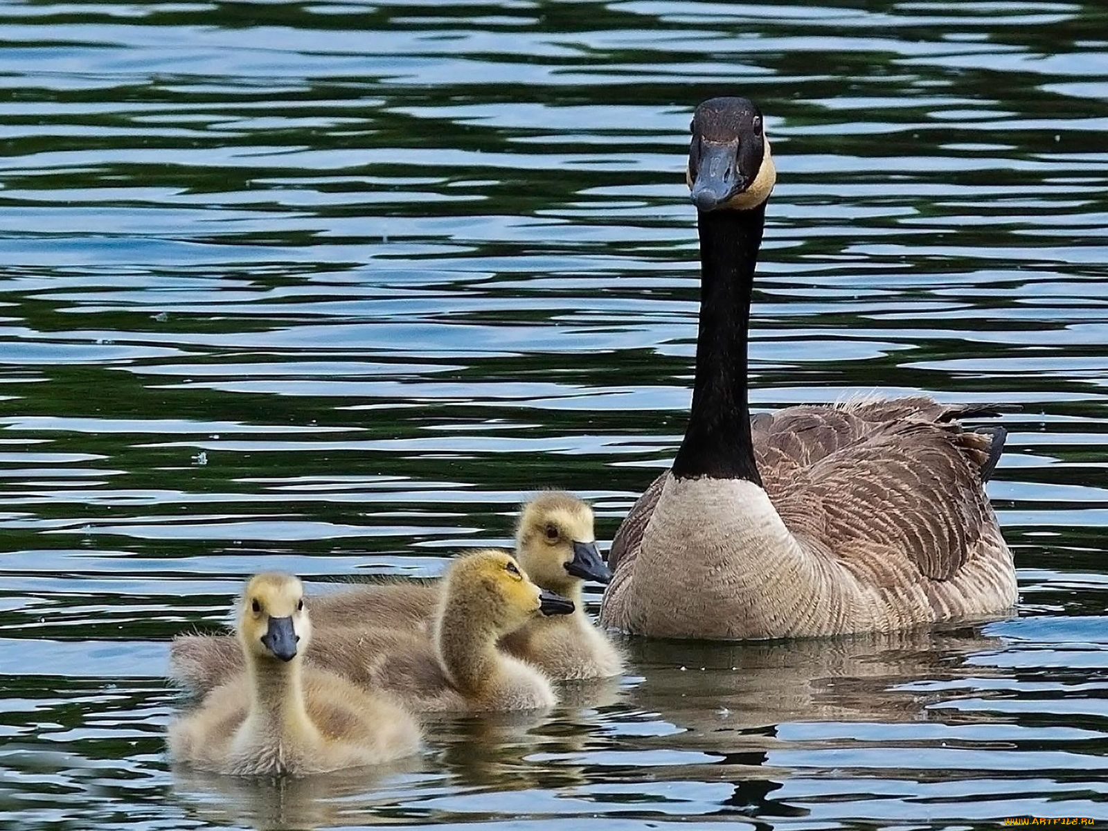 животные, гуси