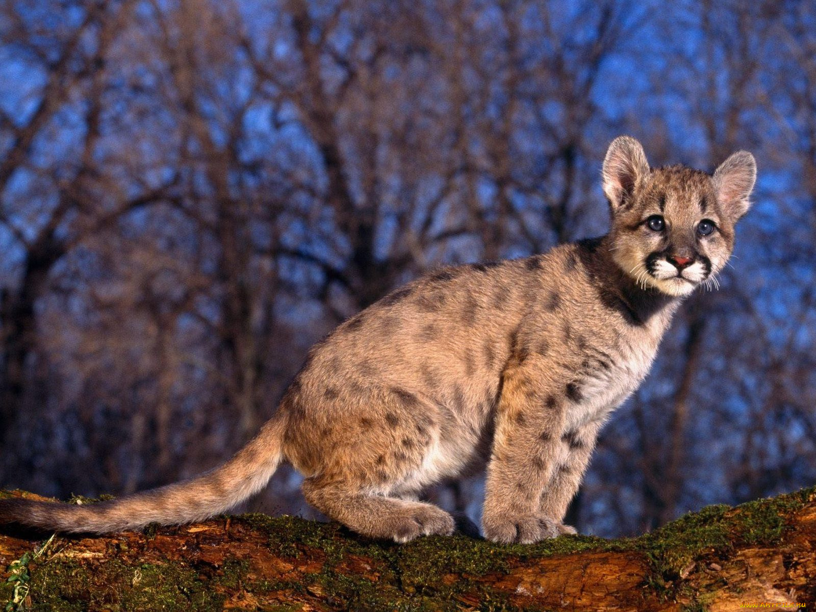 животные, пумы