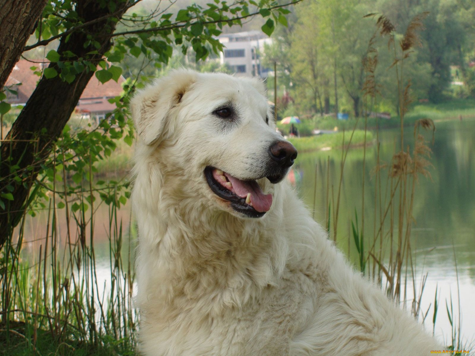 животные, собаки