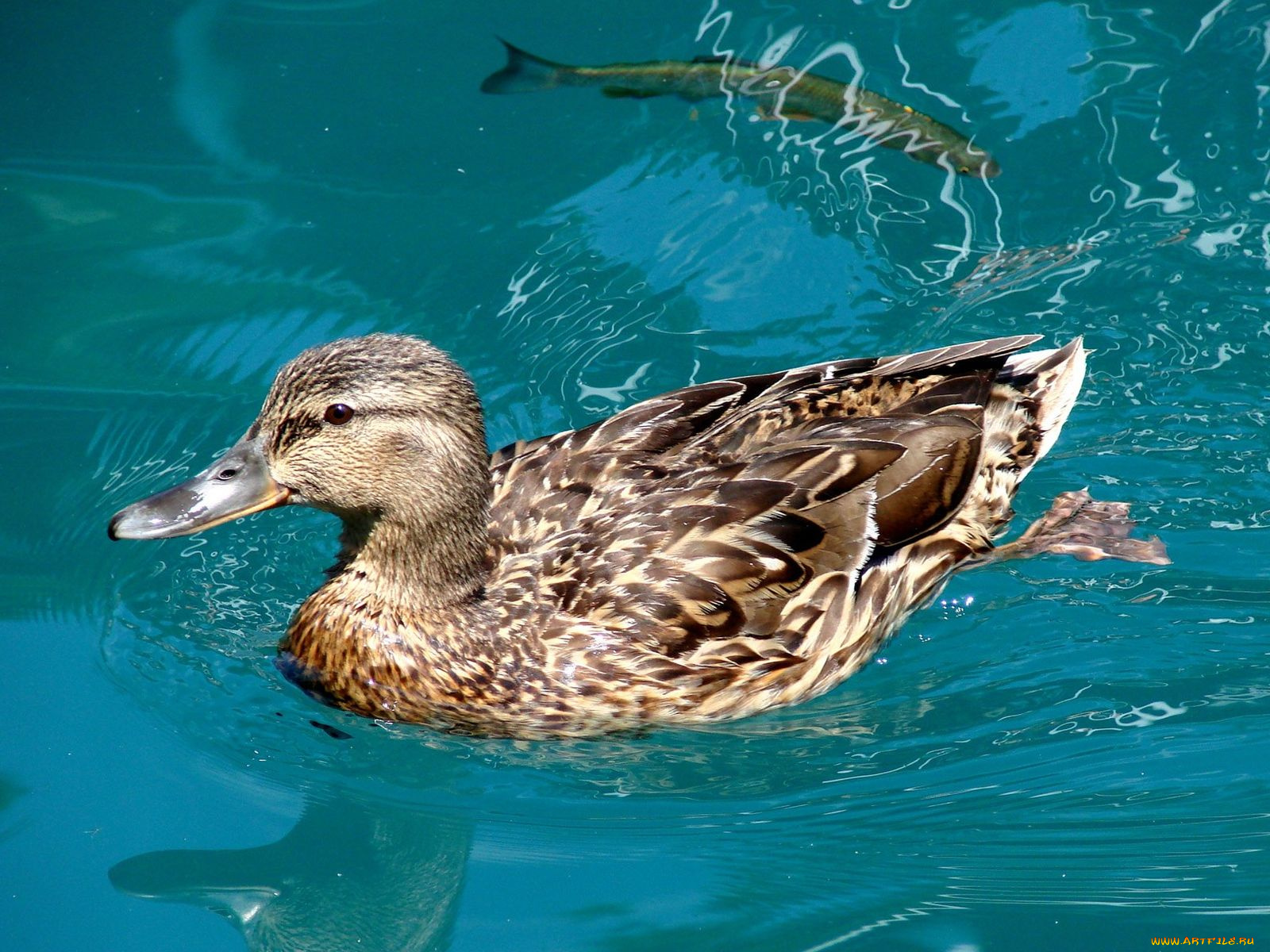 животные, утки