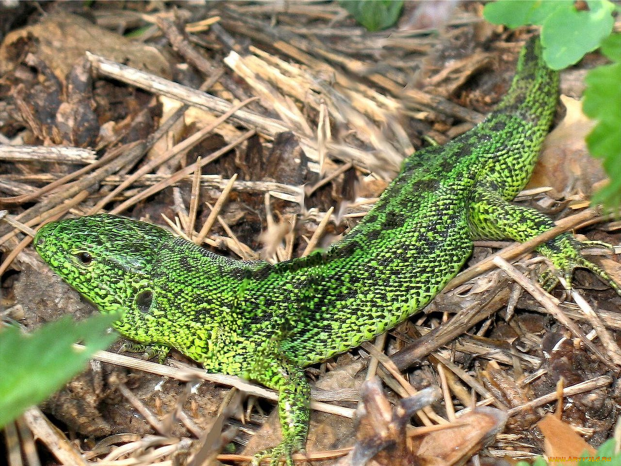 автор, Яна, соболева, животные, Ящерицы, игуаны, вараны