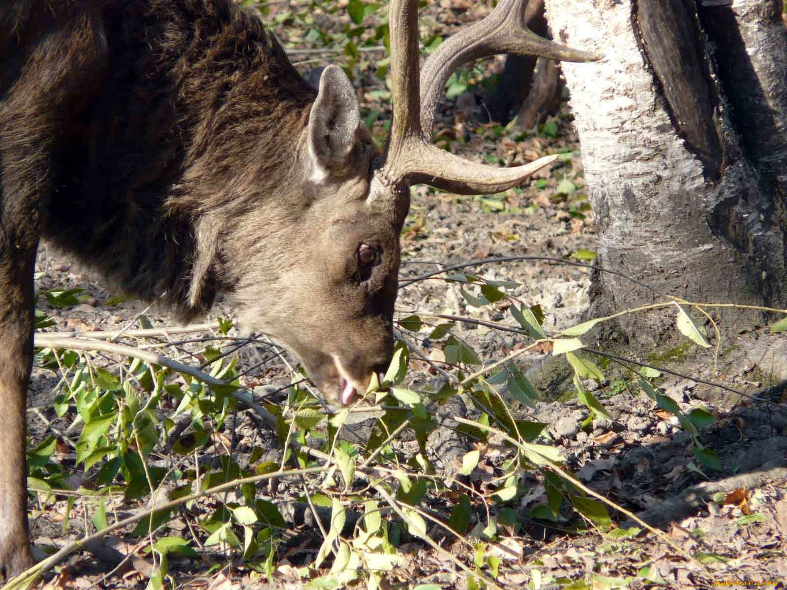 автор, виктор, алеветдинов, животные, олени
