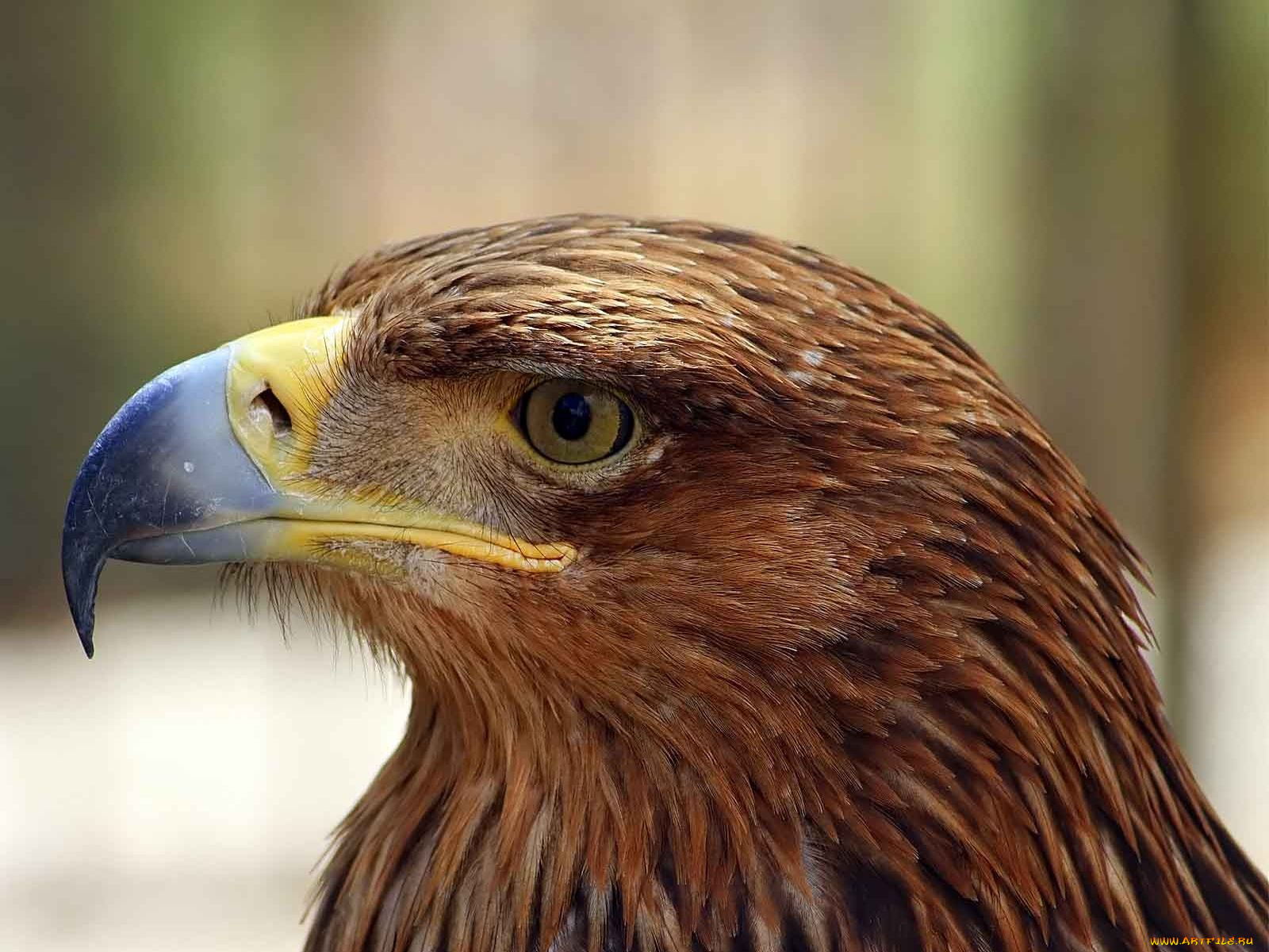 животные, птицы, хищники