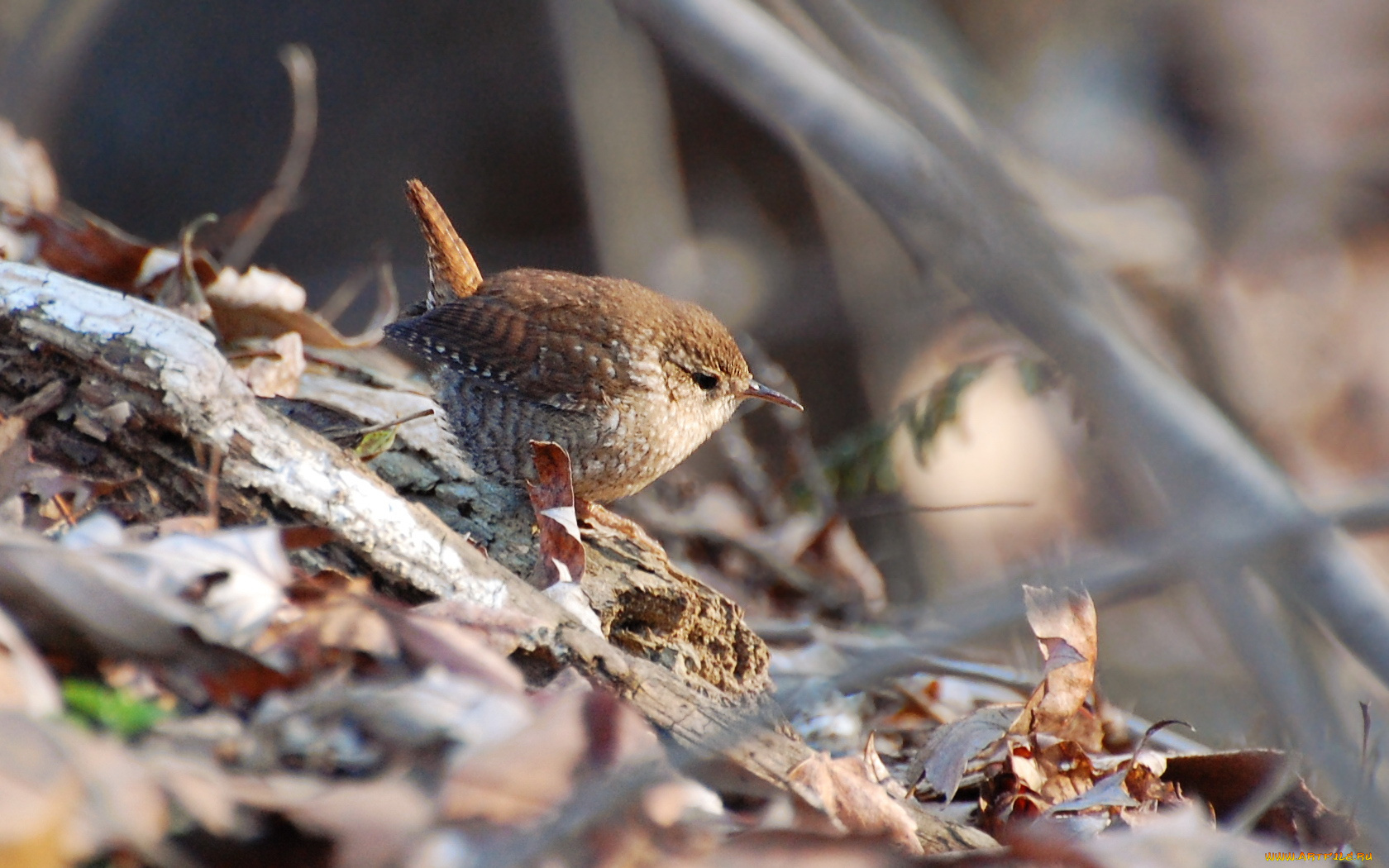 животные, птицы
