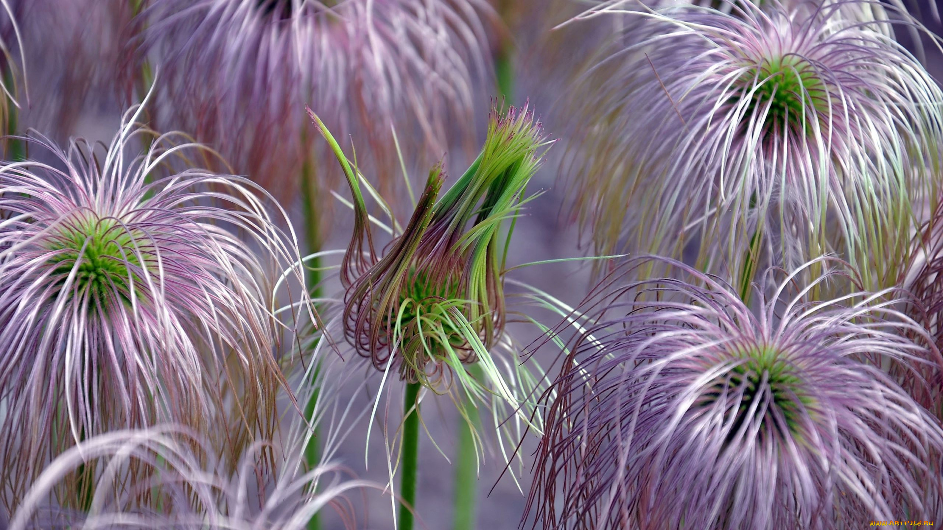 автор, виктор, алеветдинов, цветы
