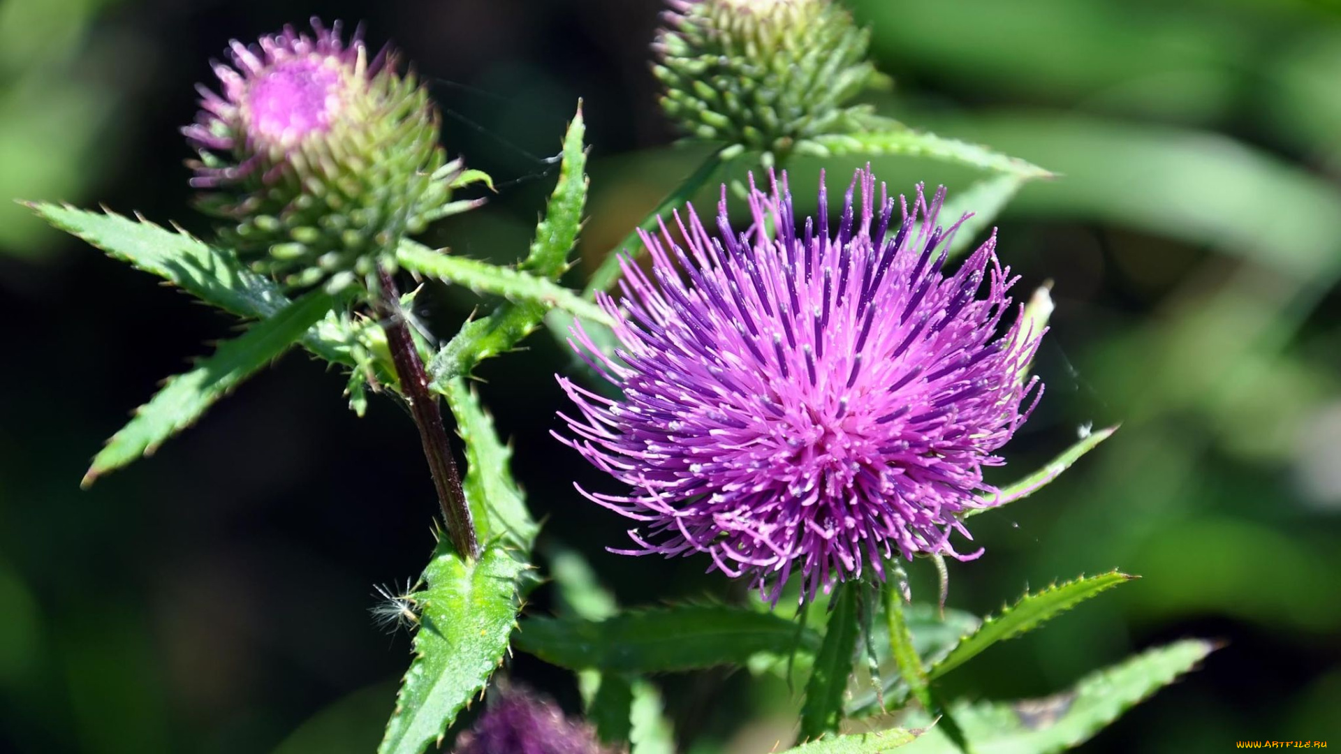 автор, виктор, алеветдинов, цветы, Чертополох, репейник