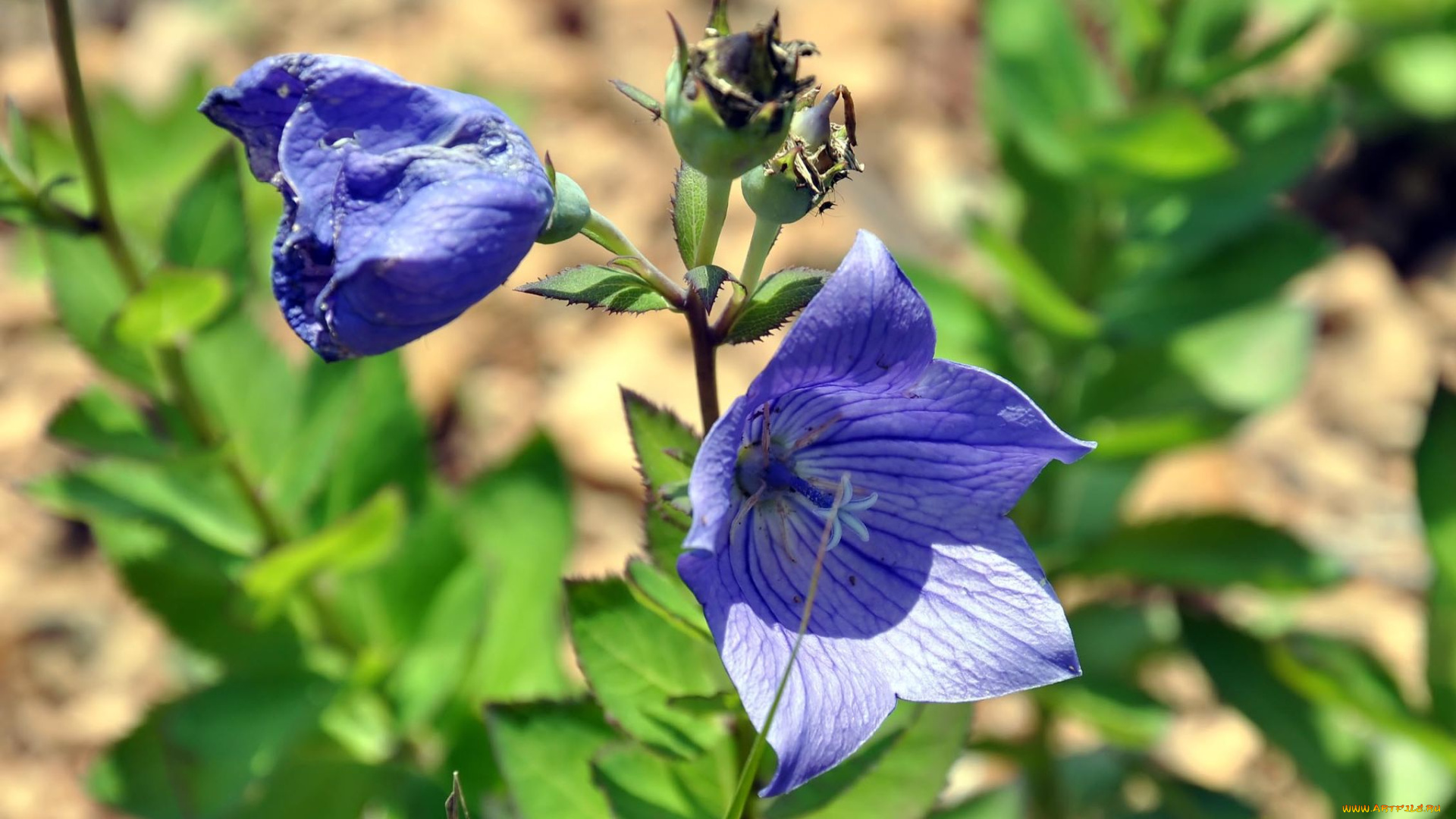 автор, виктор, алеветдинов, цветы, колокольчики