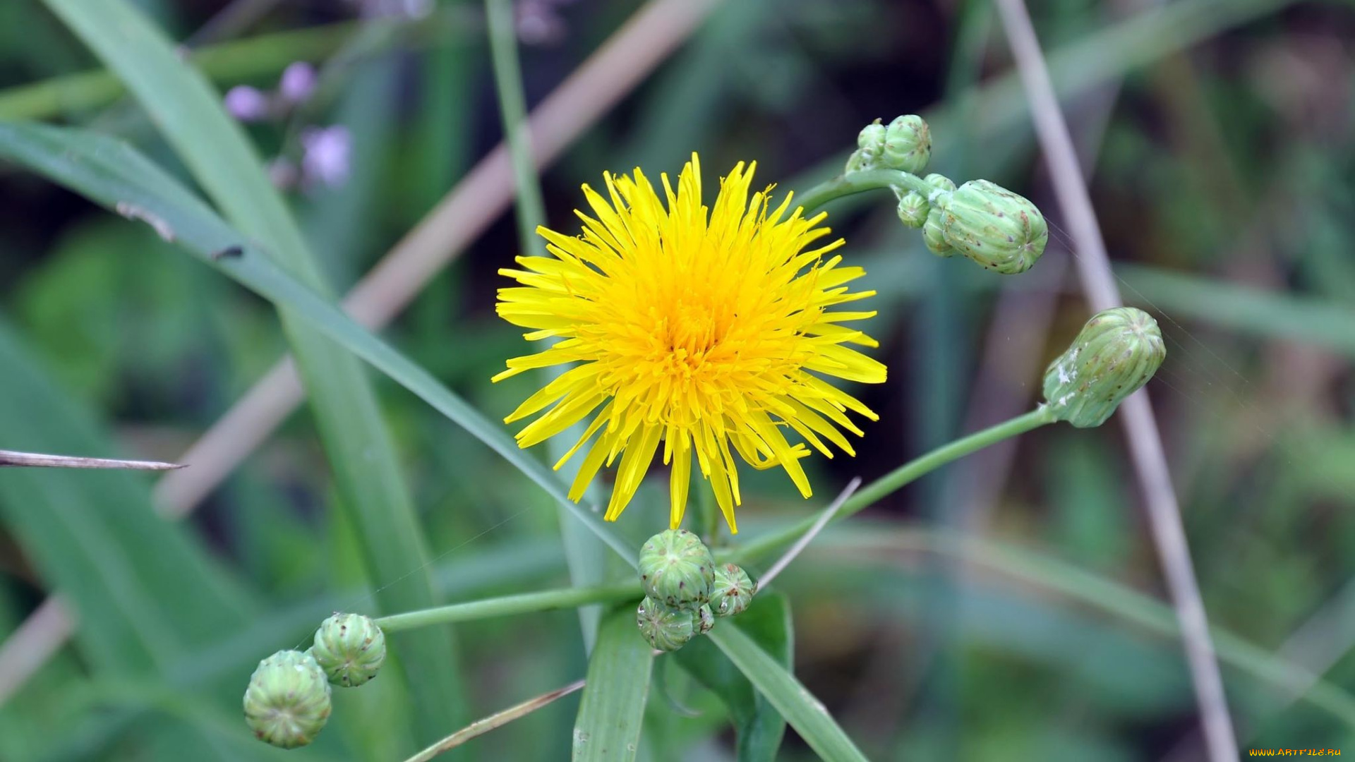автор, виктор, алеветдинов, цветы, луговые, полевые