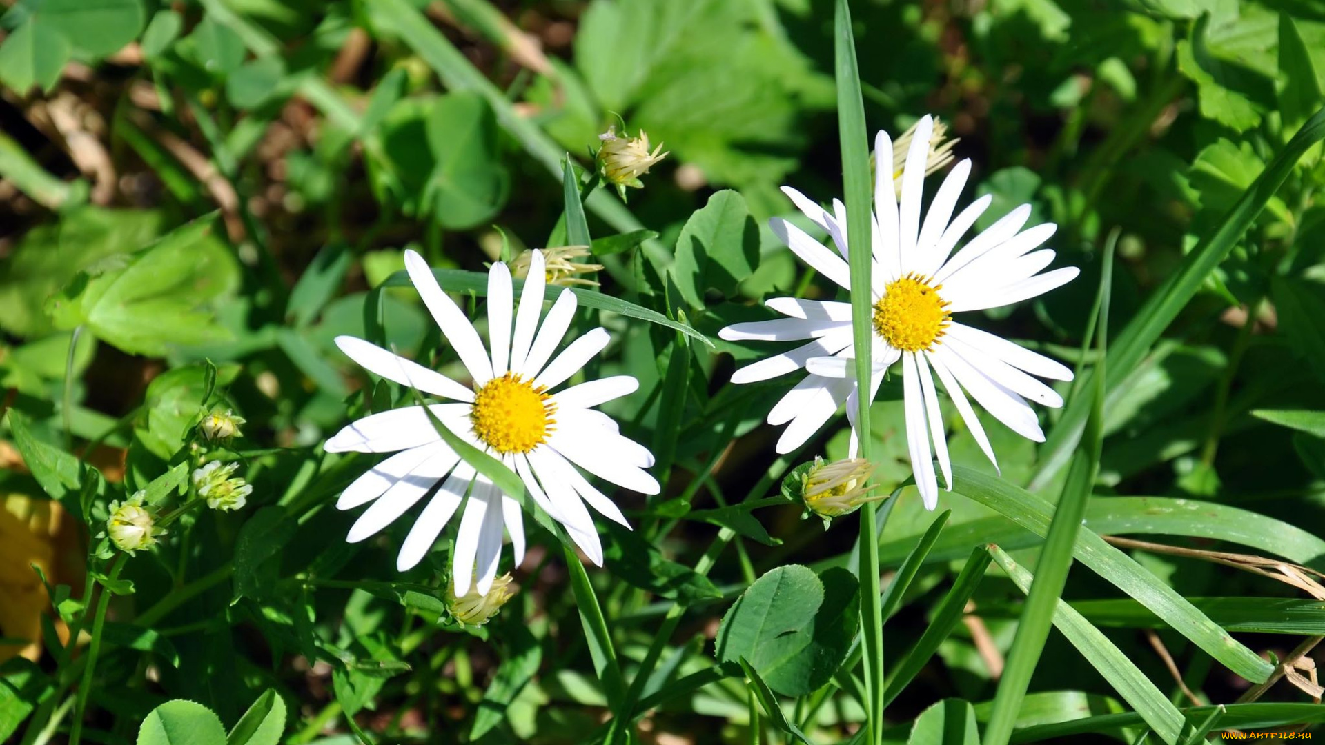 автор, виктор, алеветдинов, цветы, ромашки