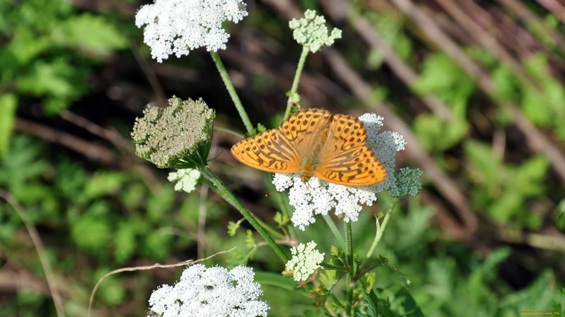 автор, виктор, алеветдинов, животные, бабочки