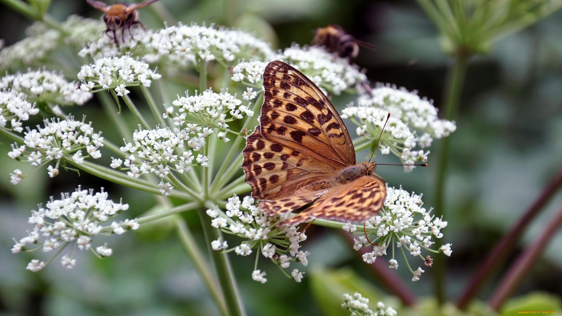 автор, виктор, алеветдинов, животные, бабочки
