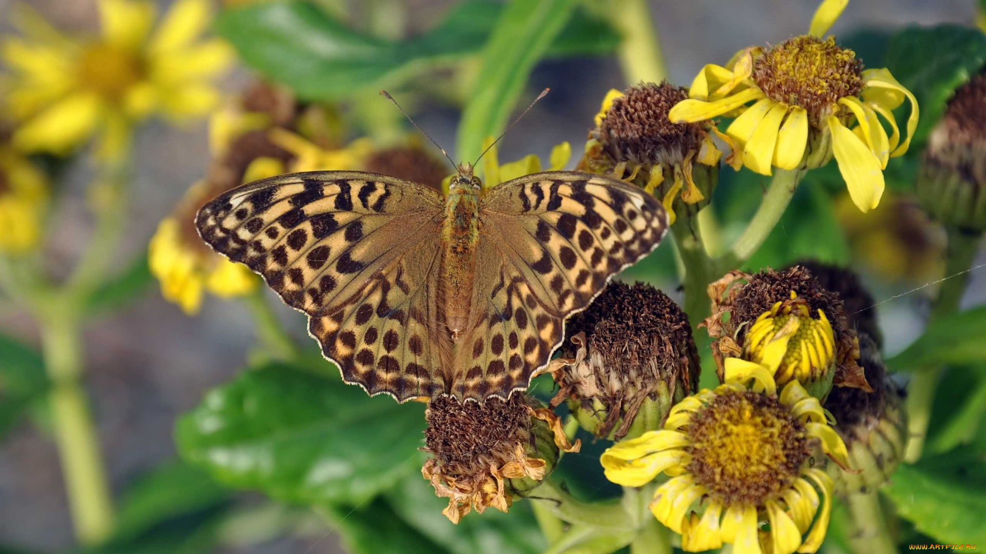 автор, виктор, алеветдинов, животные, бабочки