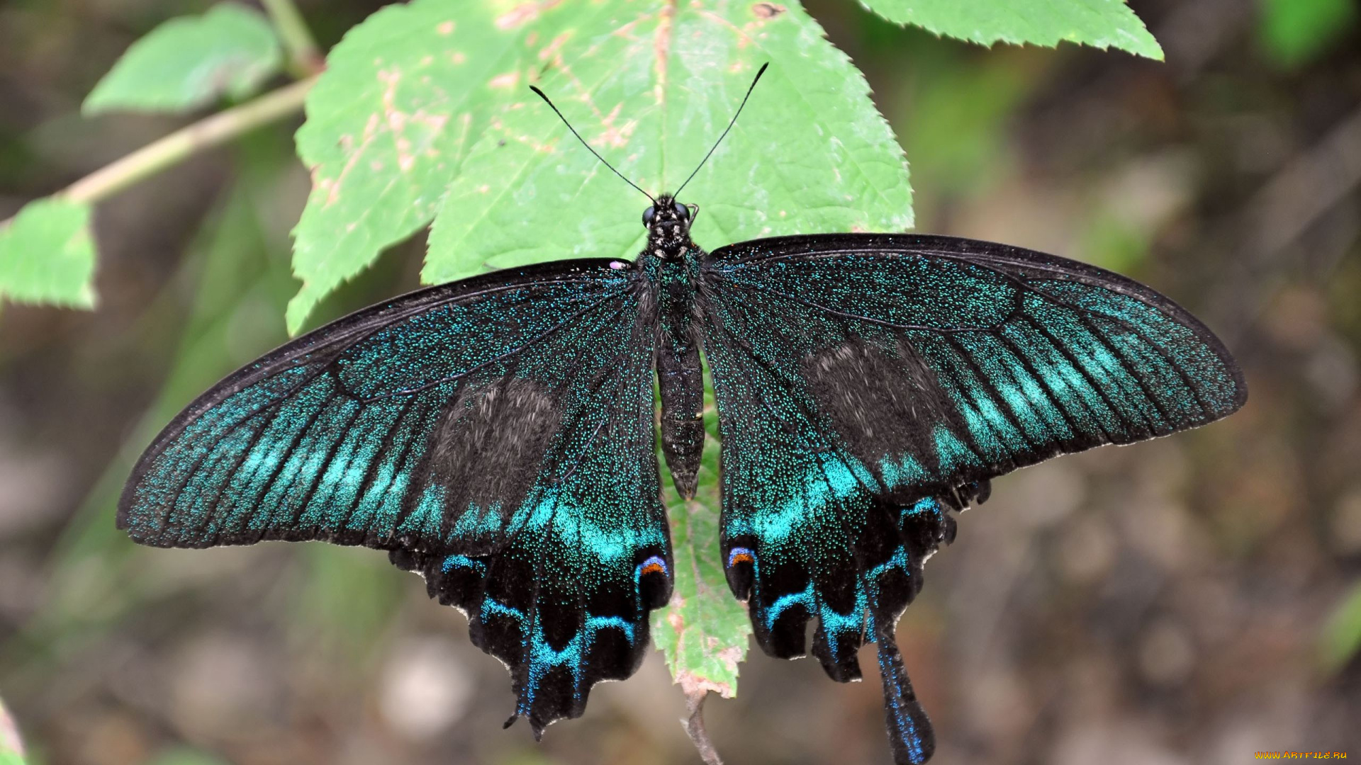 автор, виктор, алеветдинов, животные, бабочки