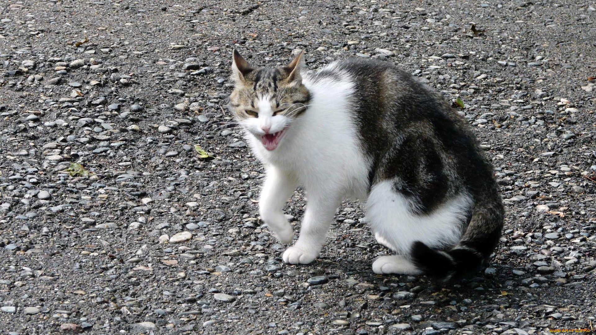 автор, виктор, алеветдинов, животные, коты