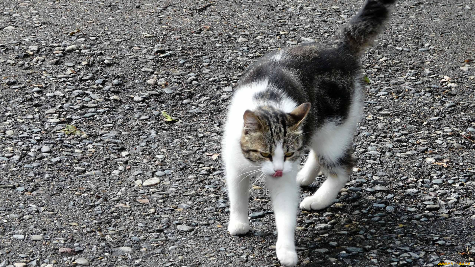 автор, виктор, алеветдинов, животные, коты