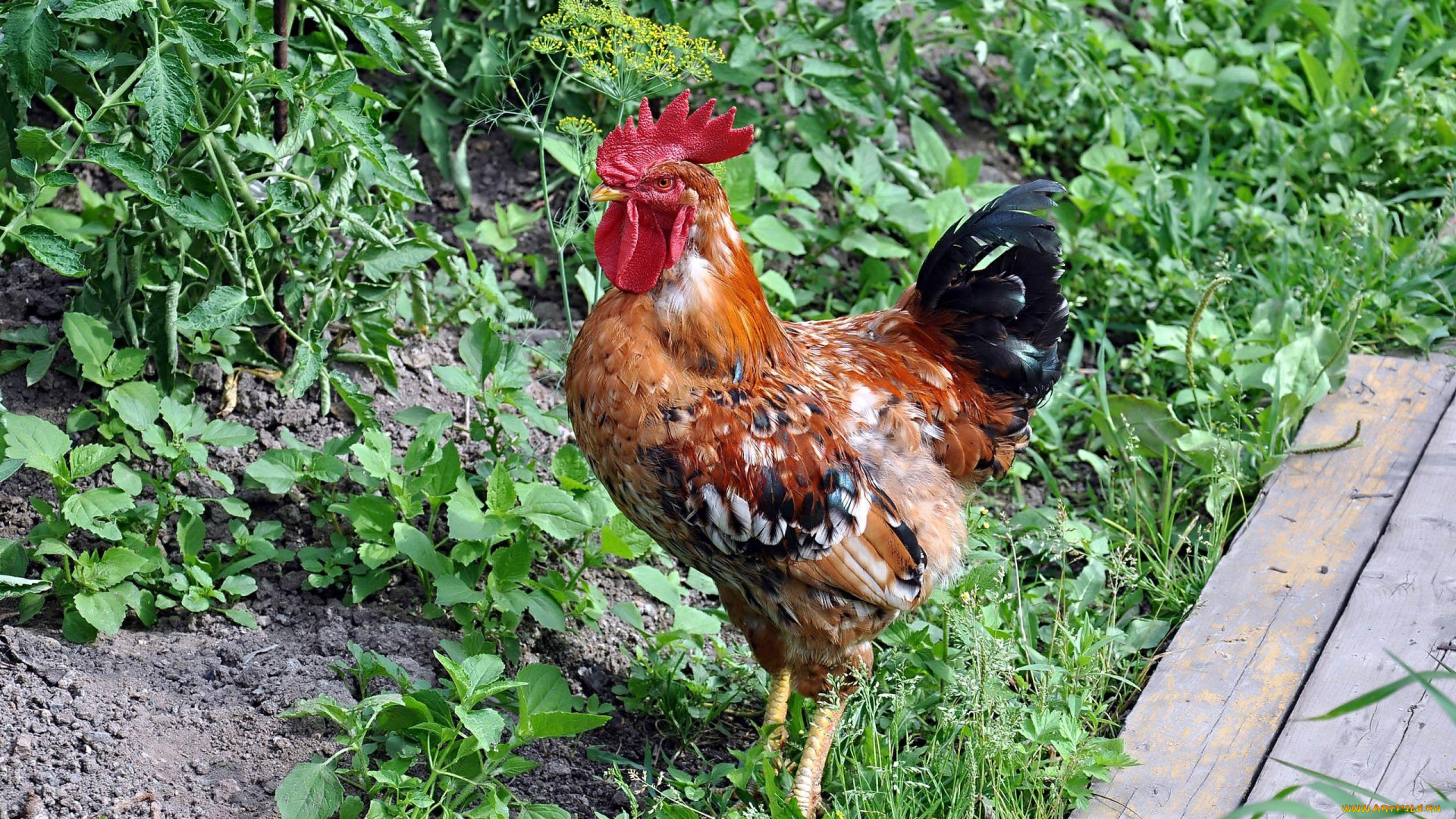 автор, виктор, алеветдинов, животные, куры, петухи