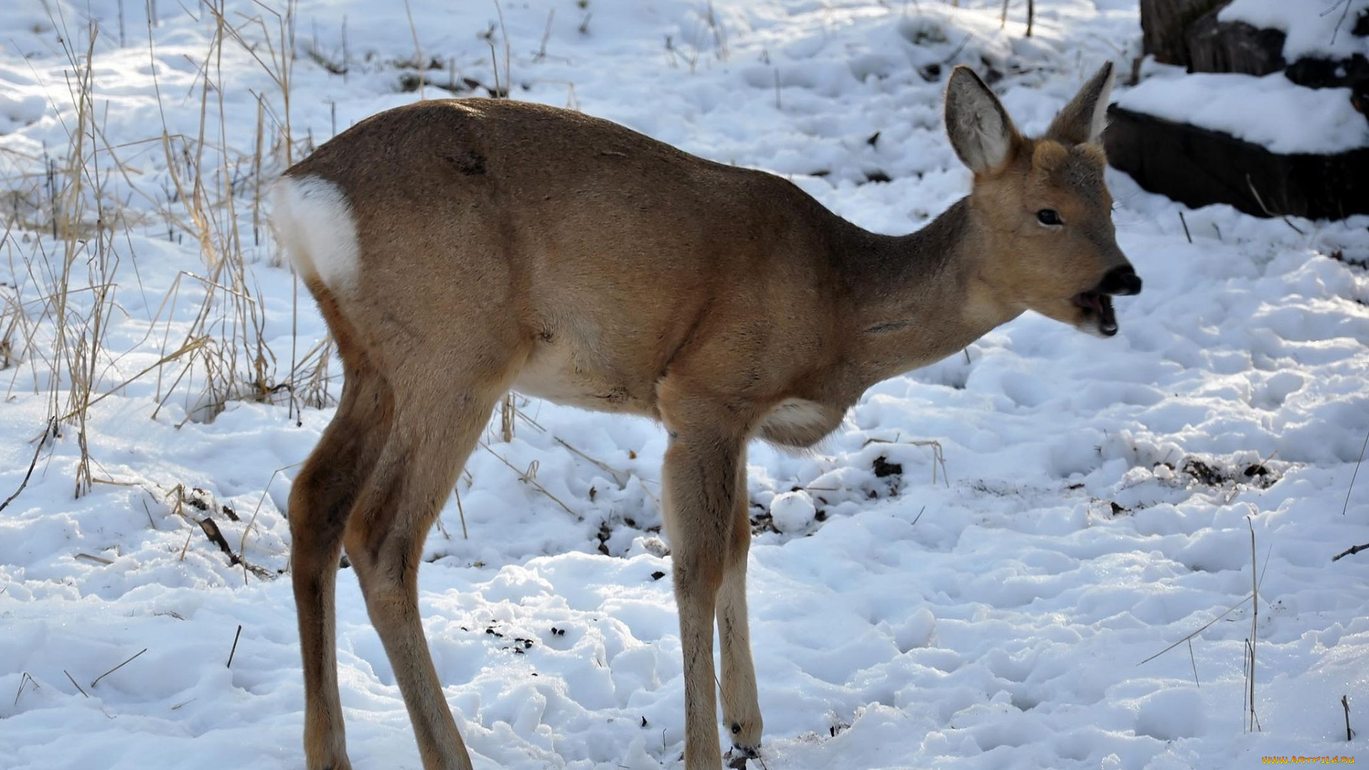 автор, виктор, алеветдинов, животные, олени