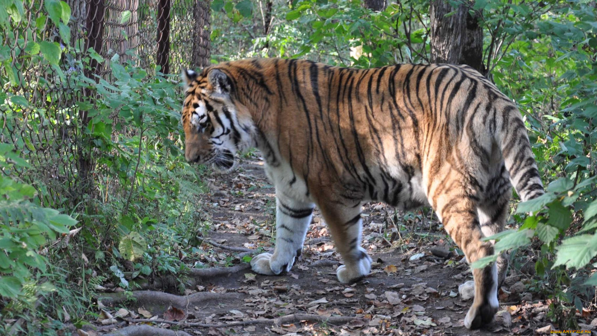 автор, виктор, алеветдинов, животные, тигры