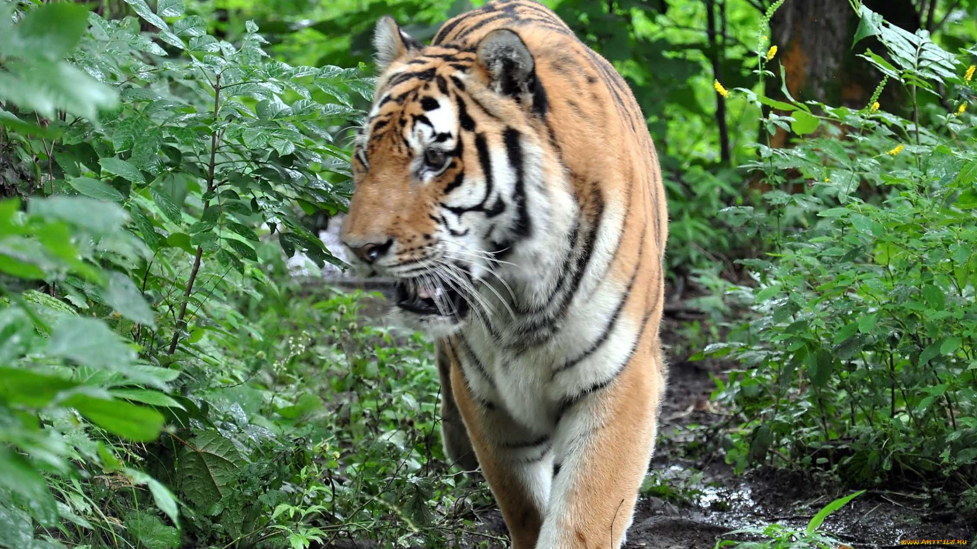 автор, виктор, алеветдинов, животные, тигры