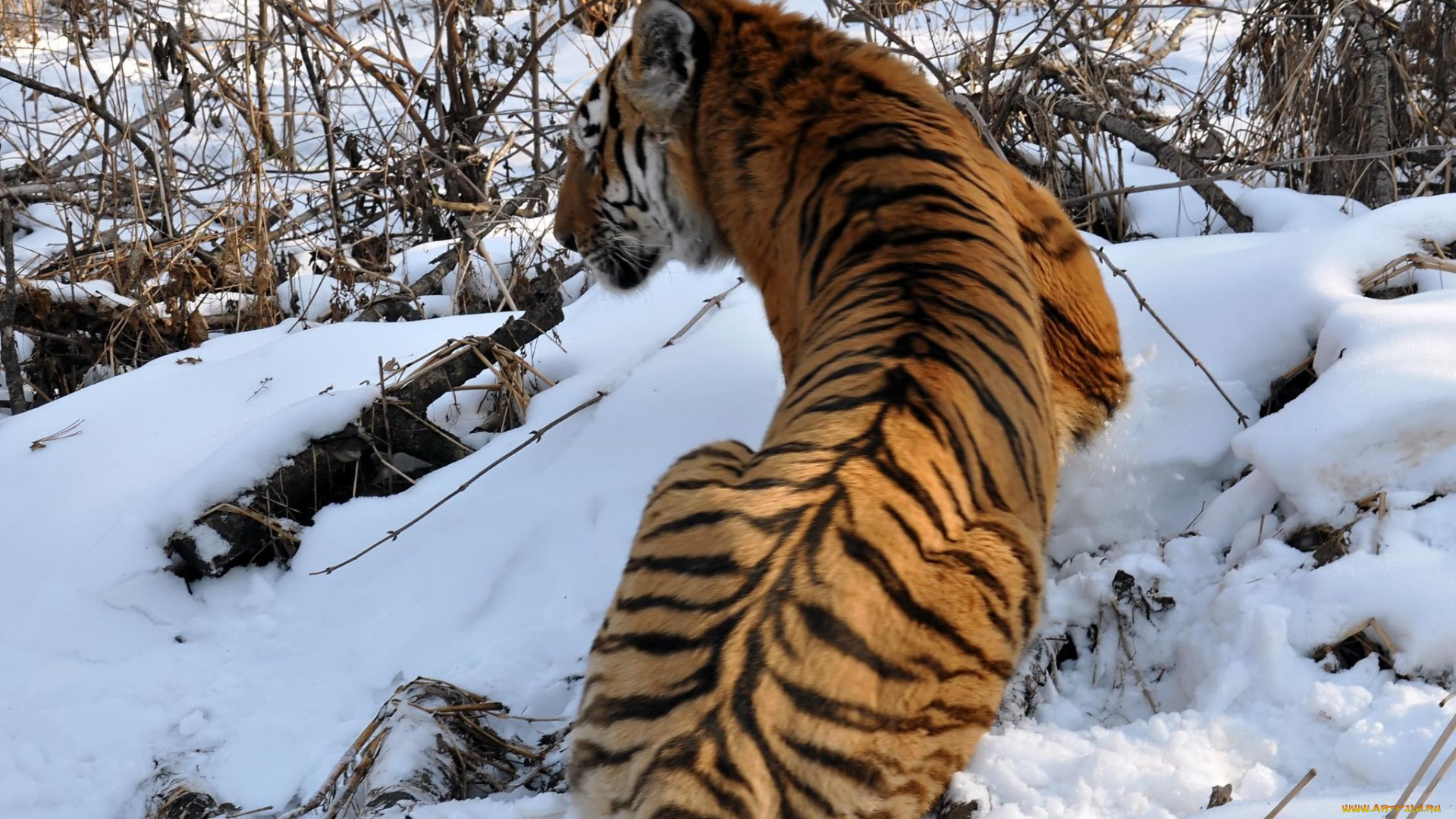 автор, виктор, алеветдинов, животные, тигры