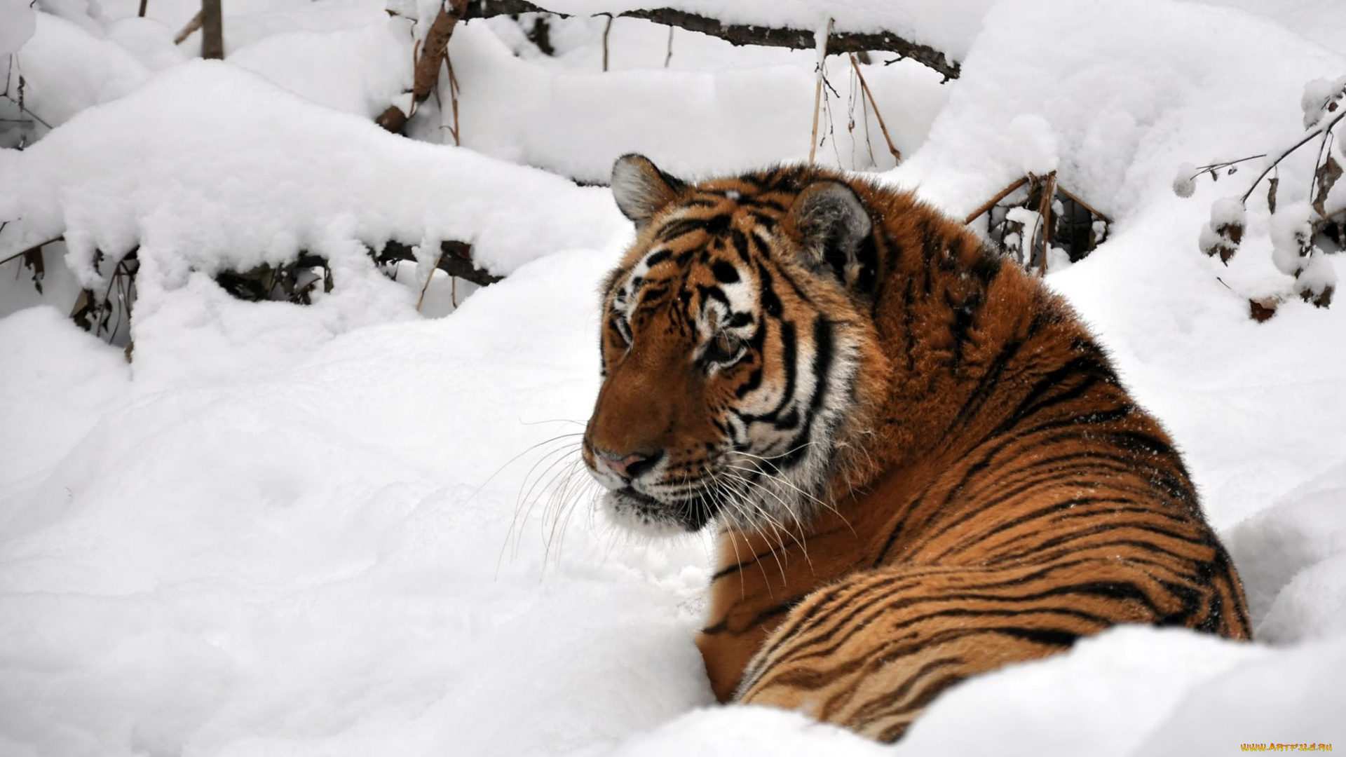 автор, виктор, алеветдинов, животные, тигры