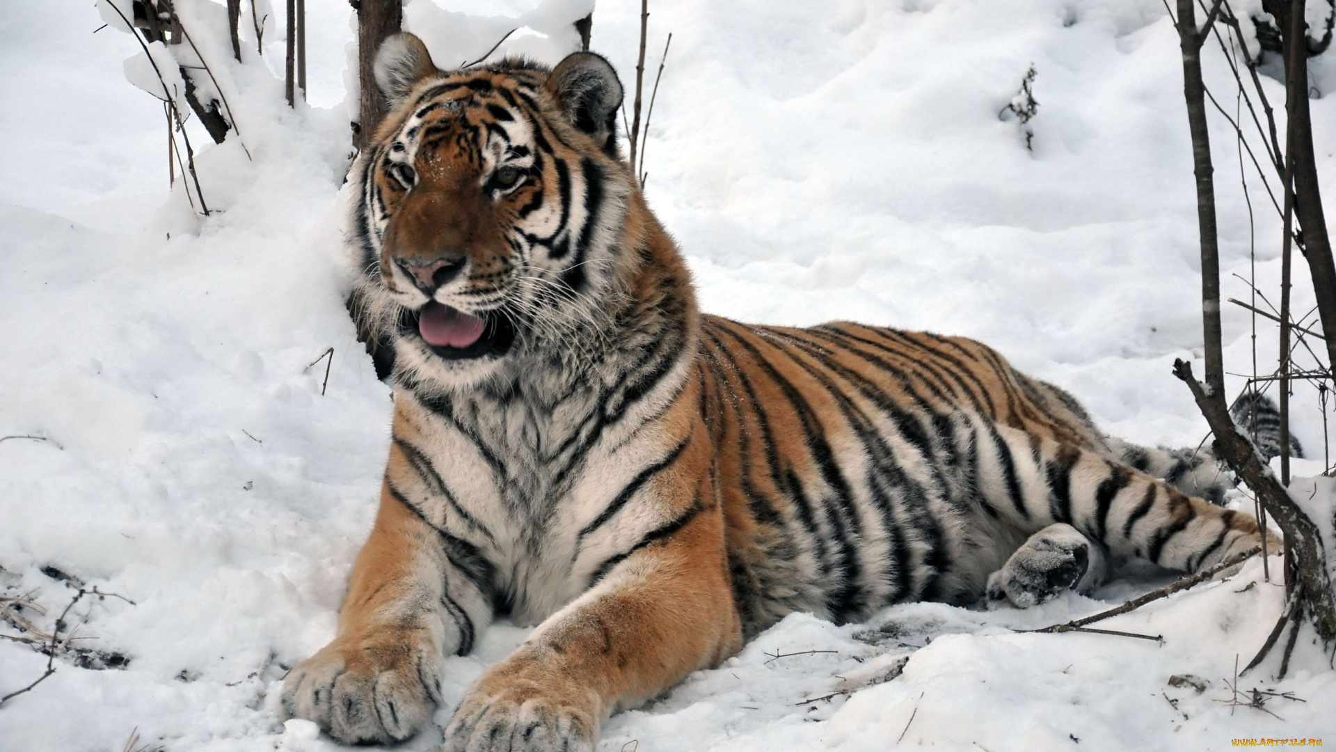 автор, виктор, алеветдинов, животные, тигры