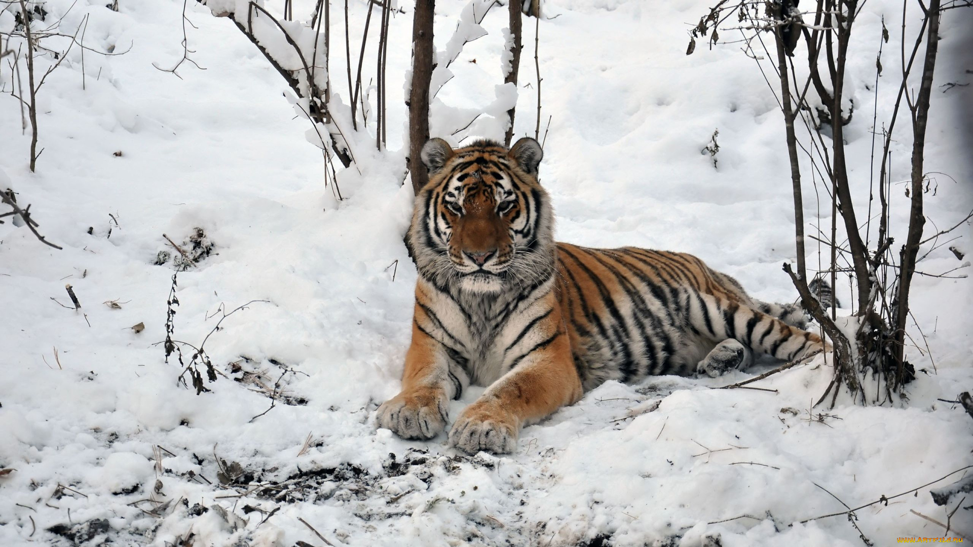 автор, виктор, алеветдинов, животные, тигры