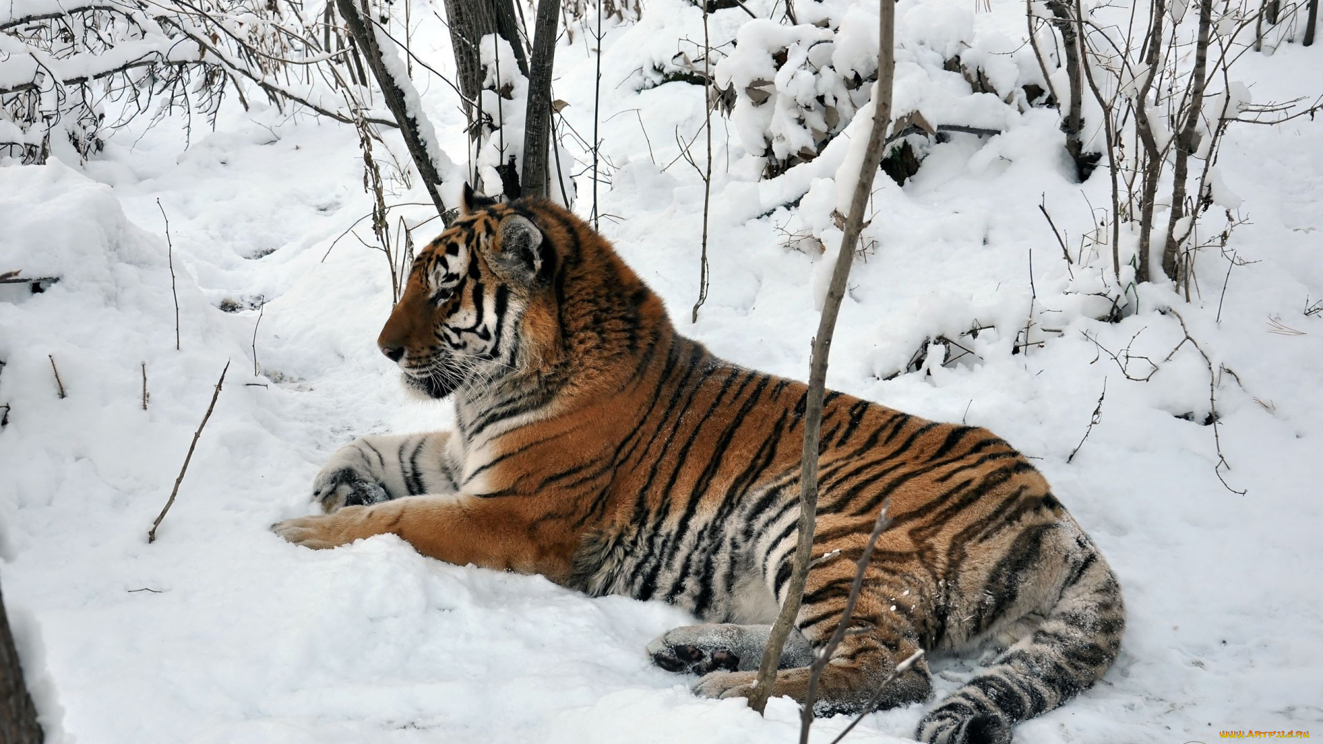 автор, виктор, алеветдинов, животные, тигры