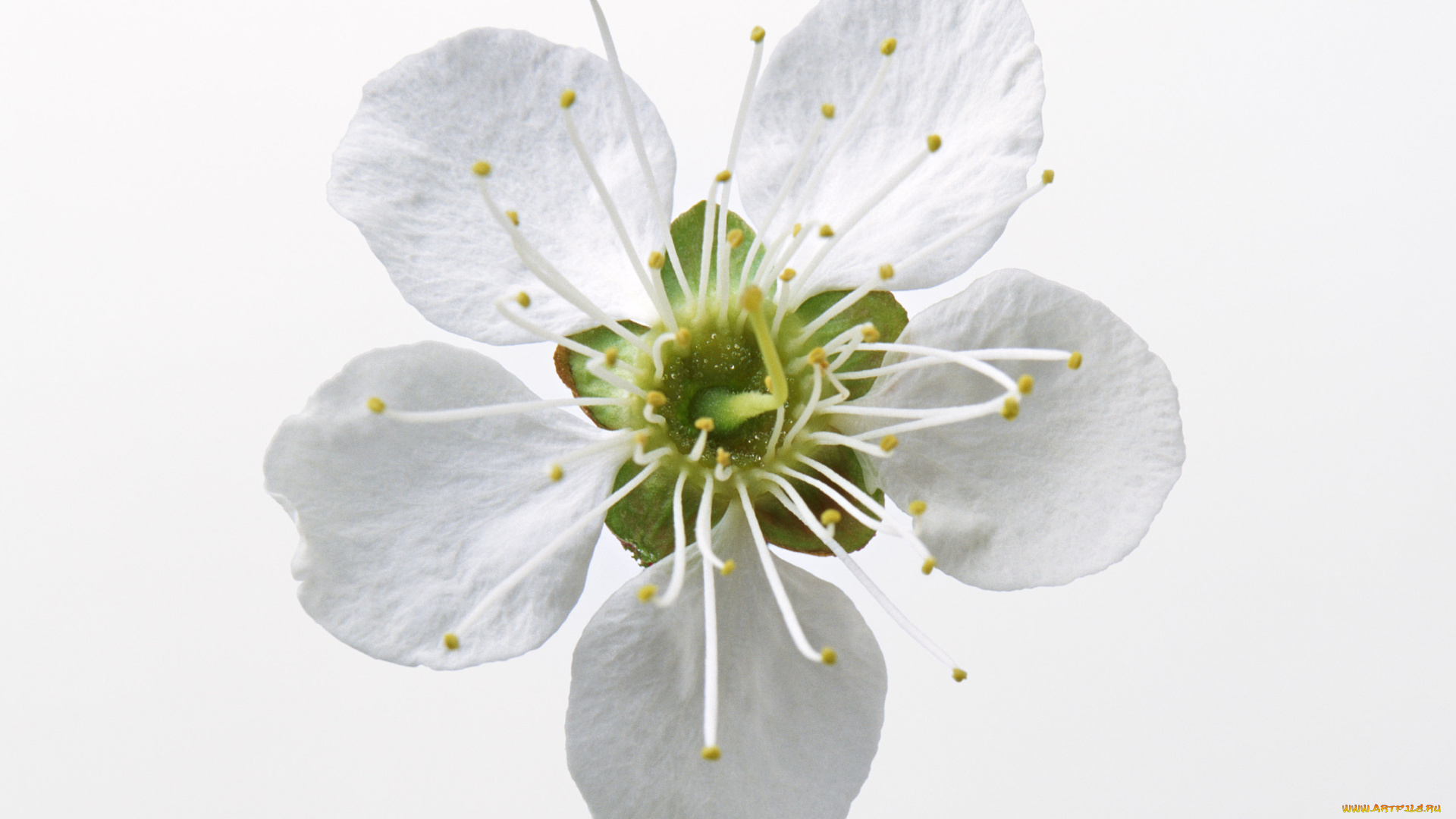 цветы, цветущие, деревья, кустарники