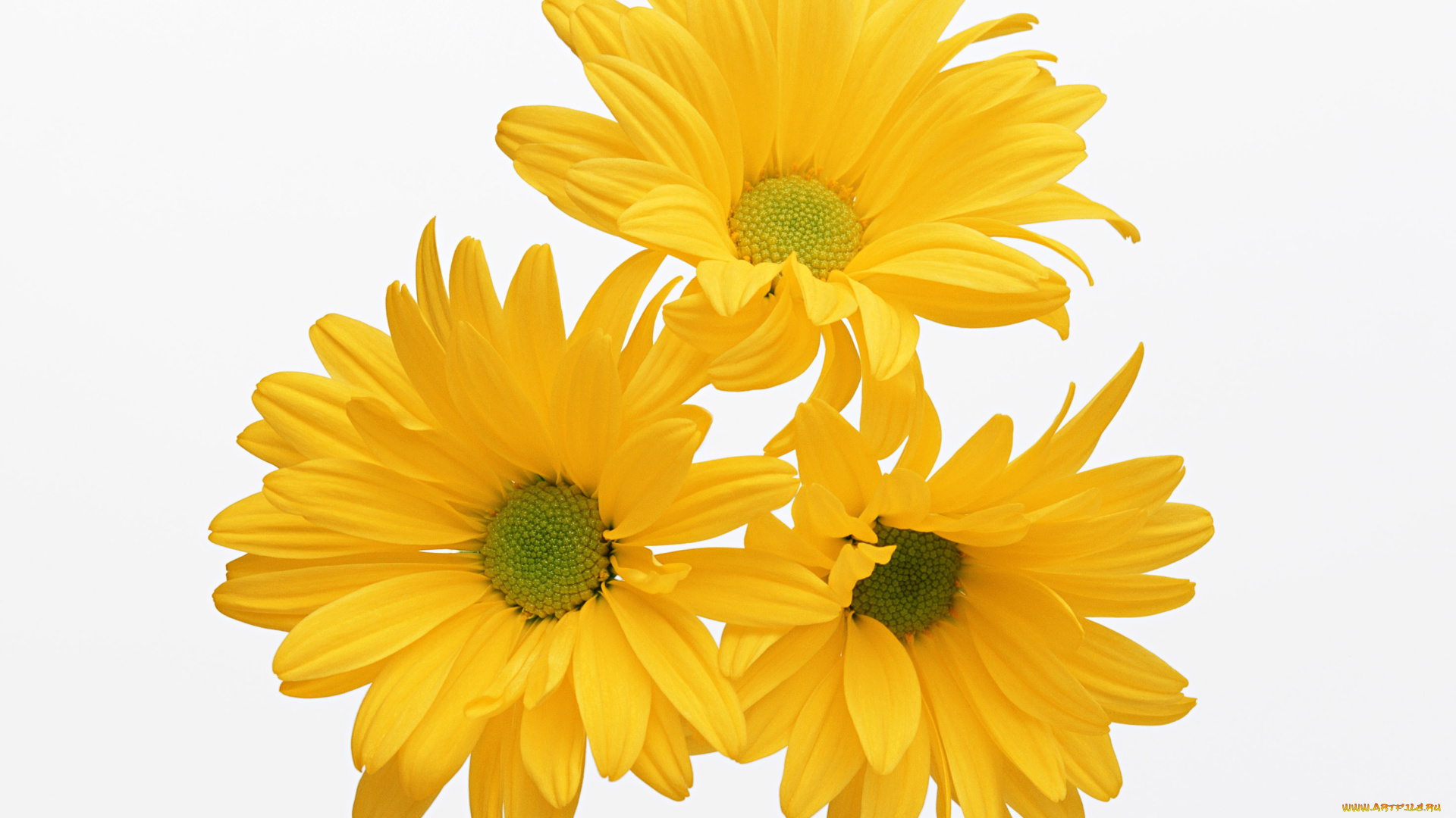 цветы, хризантемы