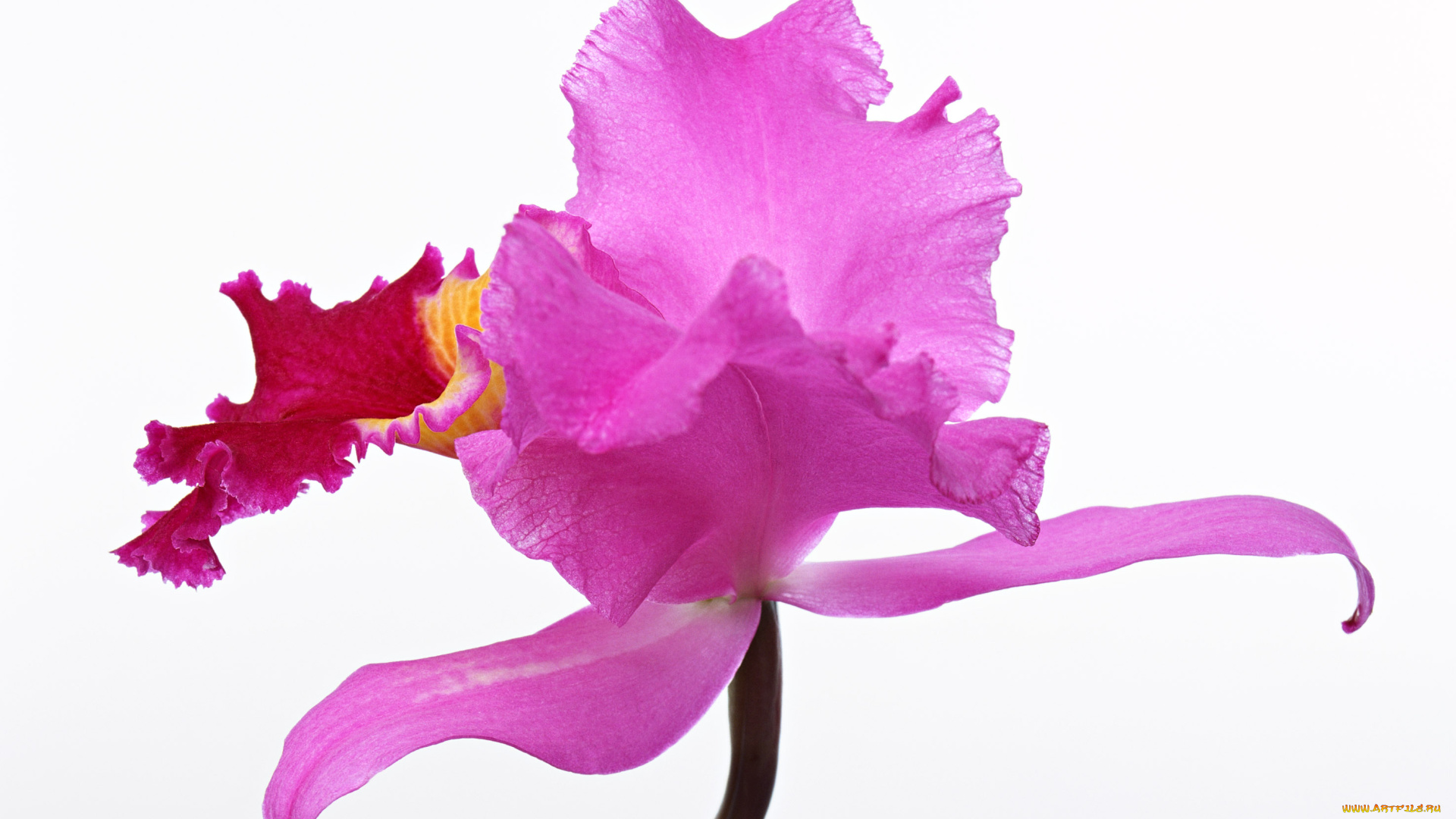 цветы, орхидеи