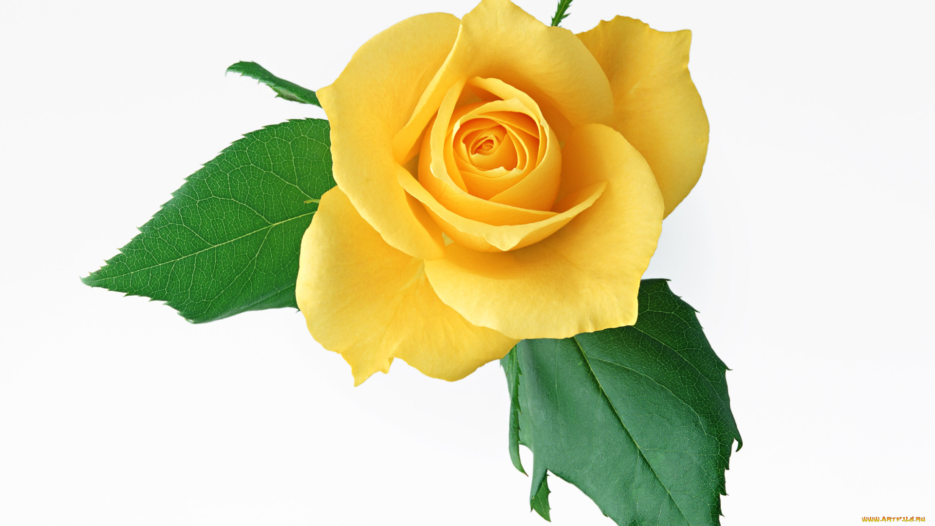 цветы, розы